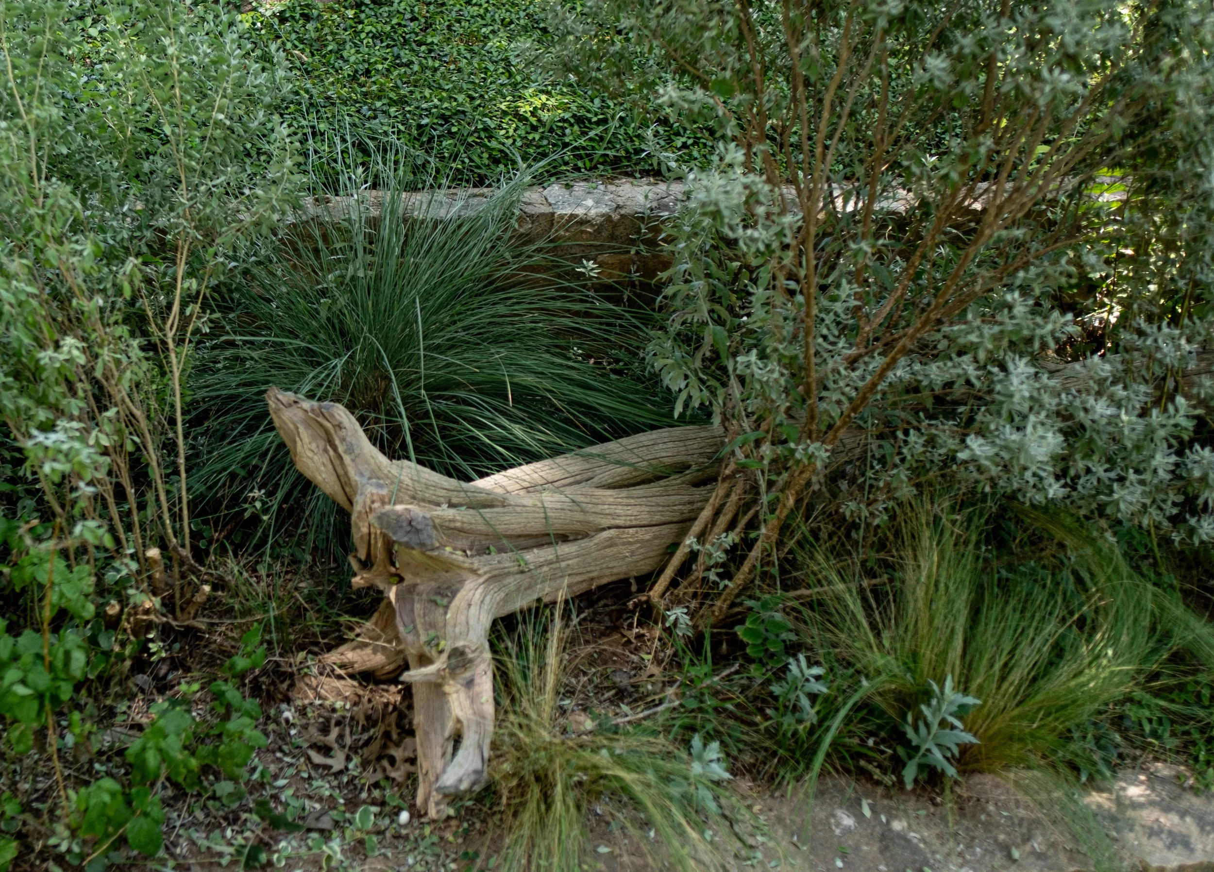 A garden with a wooden bench, surrounded by green bushes, a rock wall, and tall grasses.