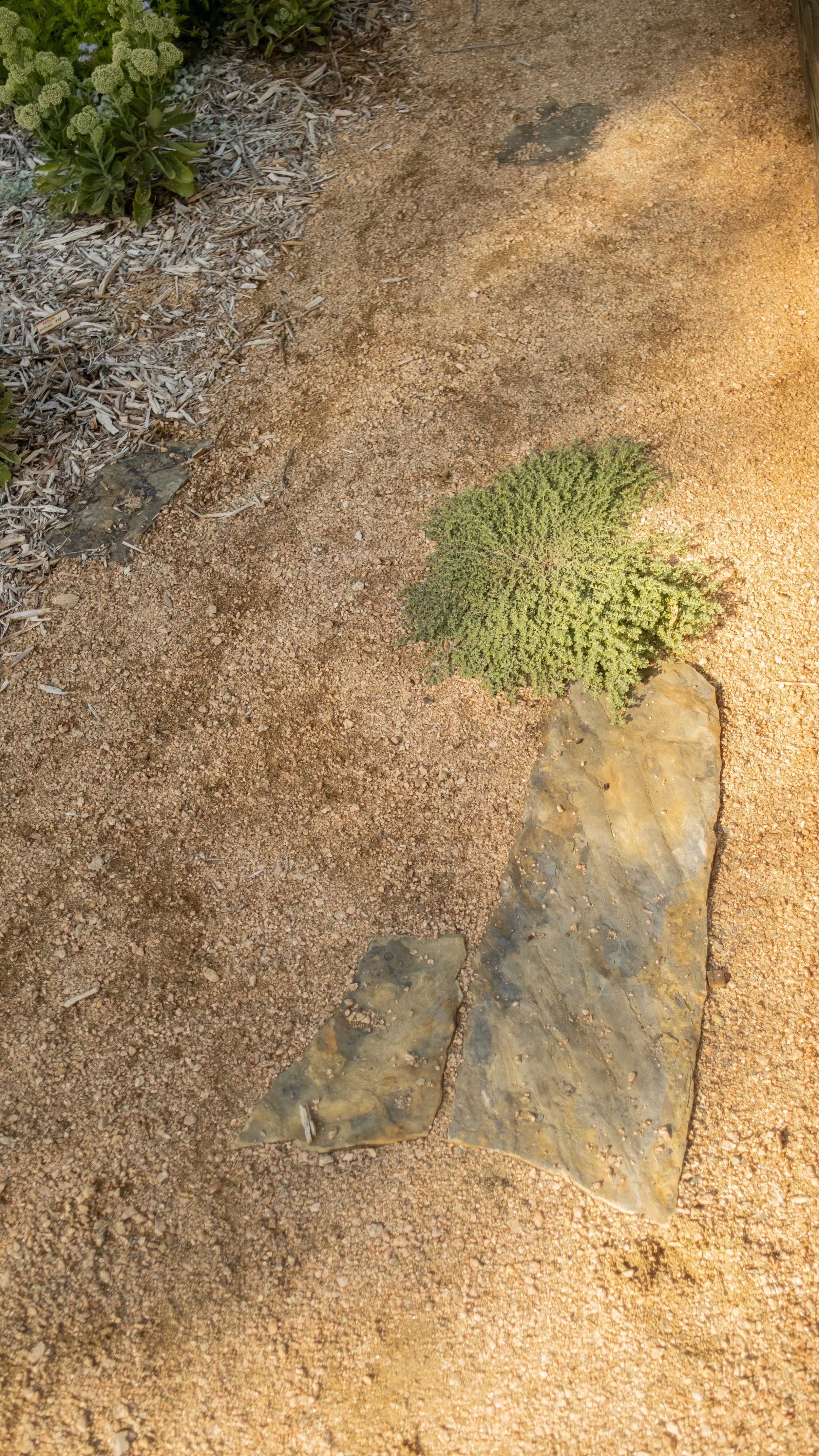 Decorative outdoor garden pathway with small green shrubs, large flat rocks, and mulch on the side.