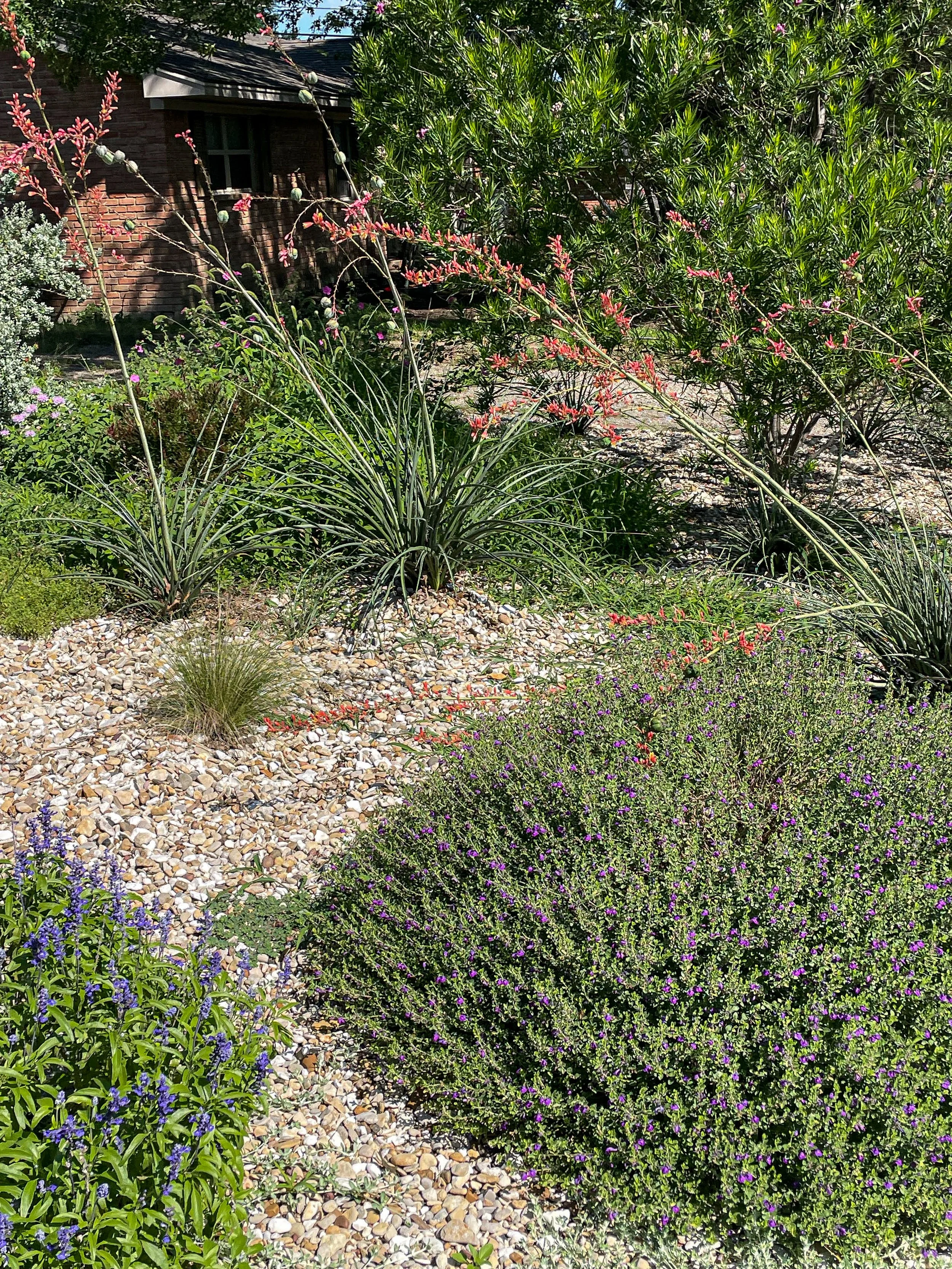 A garden with various green plants and shrubs, some with purple and pink flowers, a gravel path, and a brick house in the background.