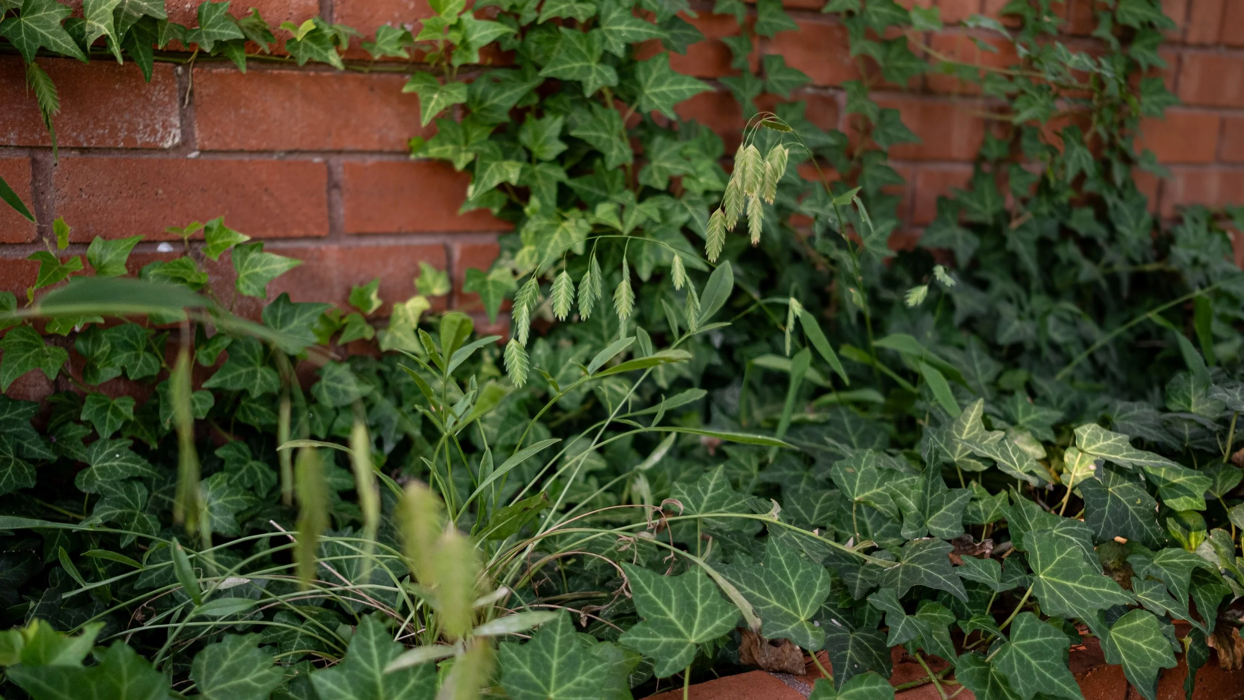 Green ivy and plant leaves growing along a brick wall.