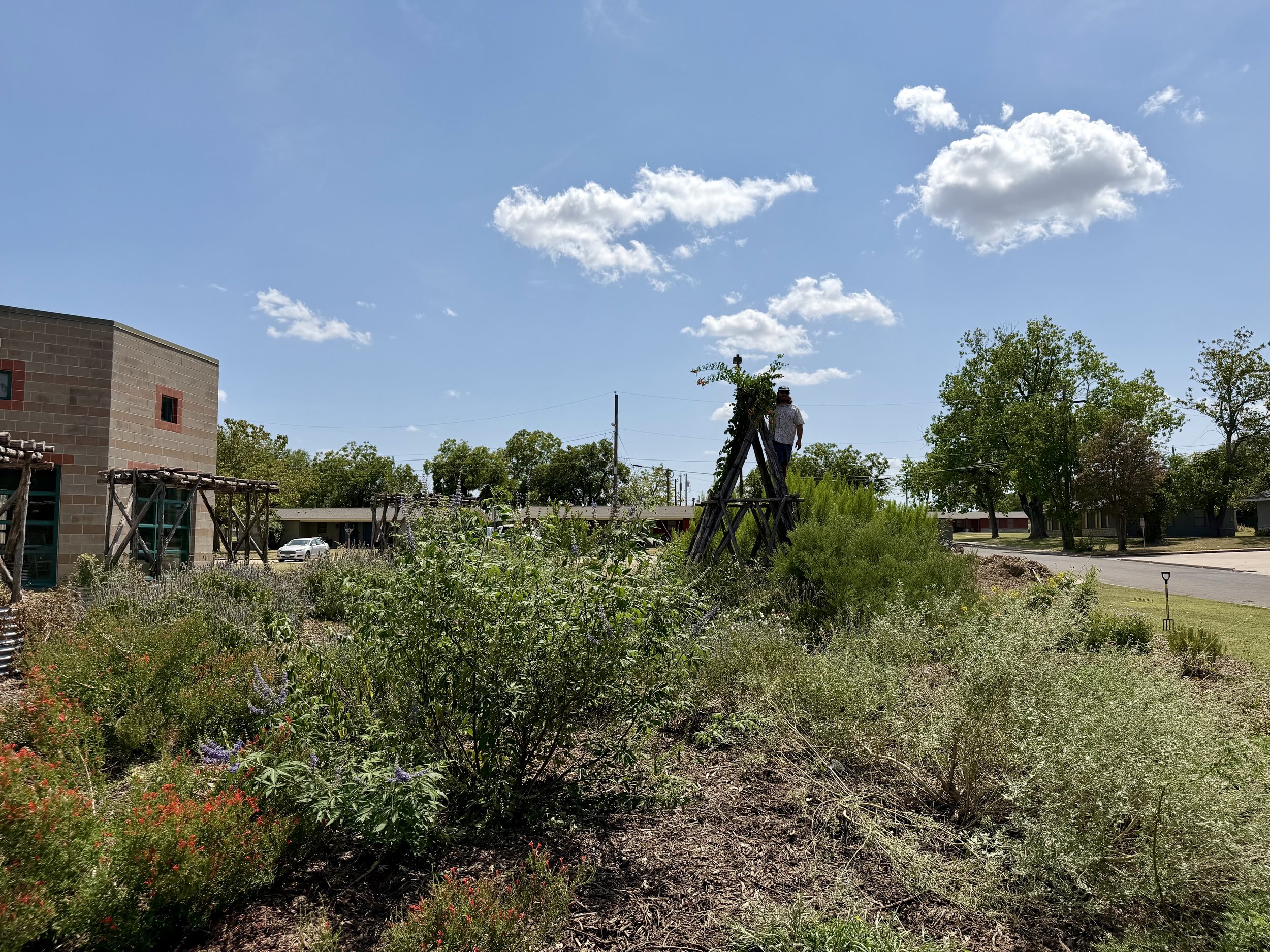 A man stands on a wooden ladder in a garden with various plants, trees, and flowers under a blue sky with some clouds.