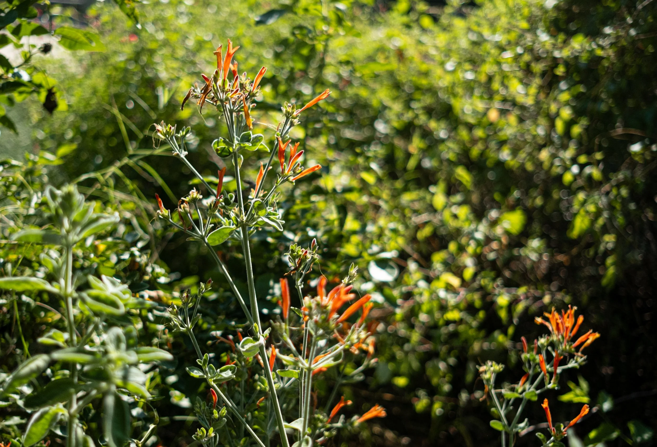 Close-up of orange tubular flowers on a green plant in sunlight with a blurred green background.