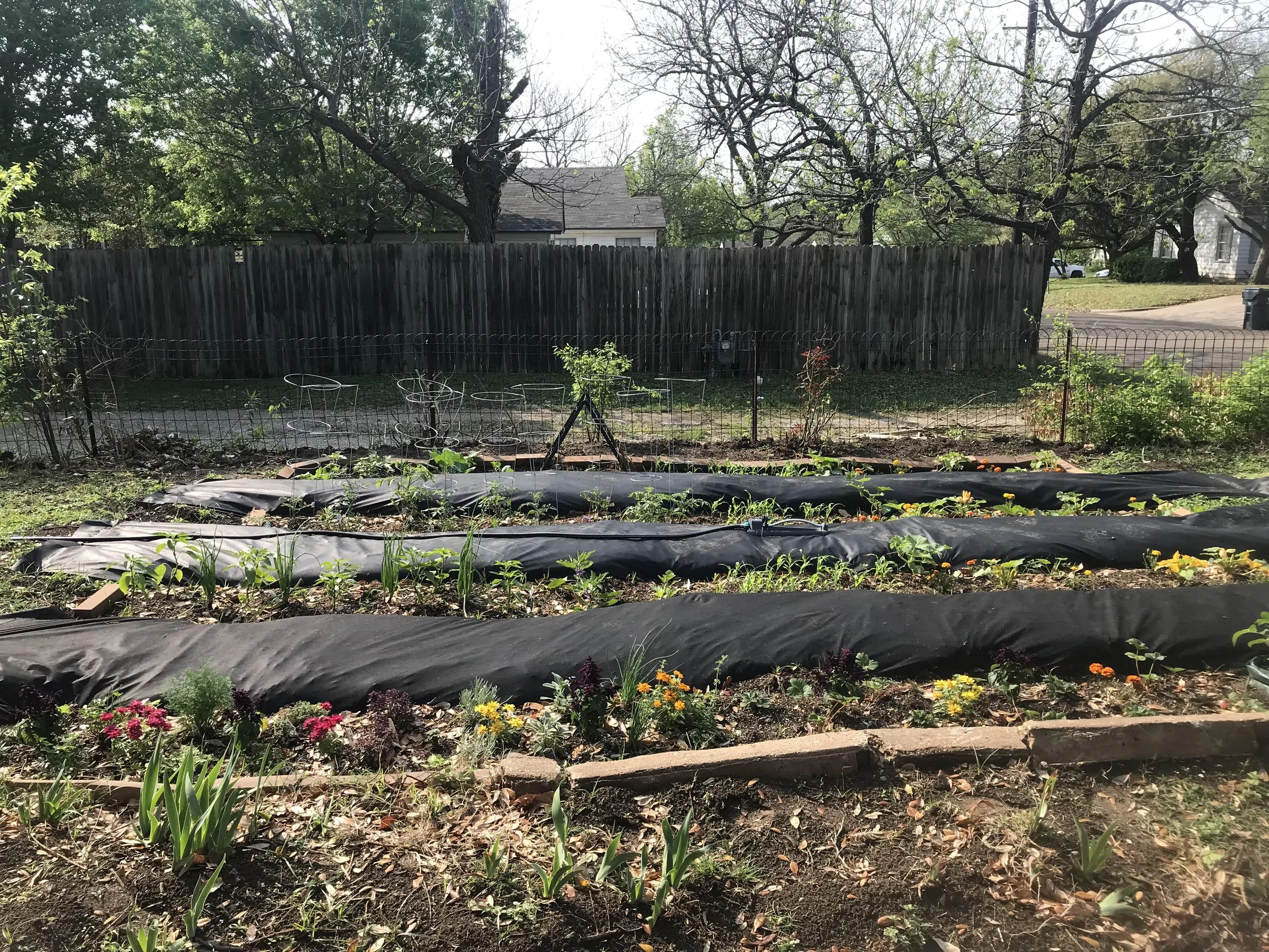 A backyard garden with a variety of flowers and plants in the foreground, a wire fence, and a wooden privacy fence in the background. There are trees, a house, and a driveway with a car visible in the distance.