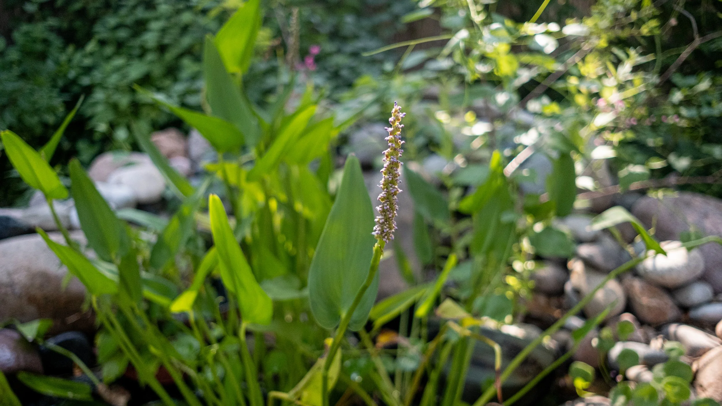 Close-up of a green plant with elongated leaves and a purple flower spike, surrounded by rocks and other greenery in the background.