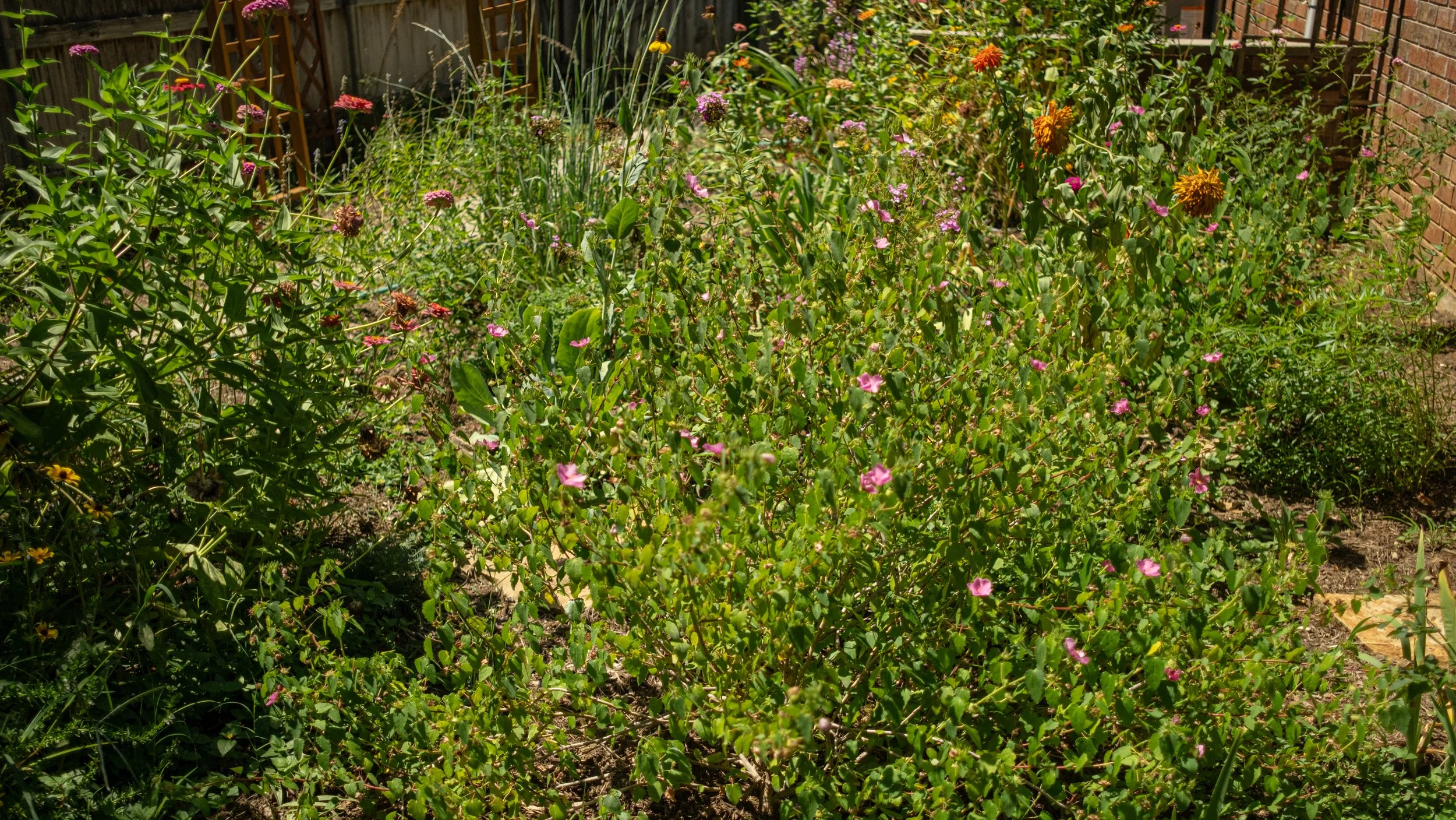 A lush backyard garden filled with various green plants and flowering bushes, with a brick wall on the right and a wooden fence on the left. Bright sunlight illuminates the scene.