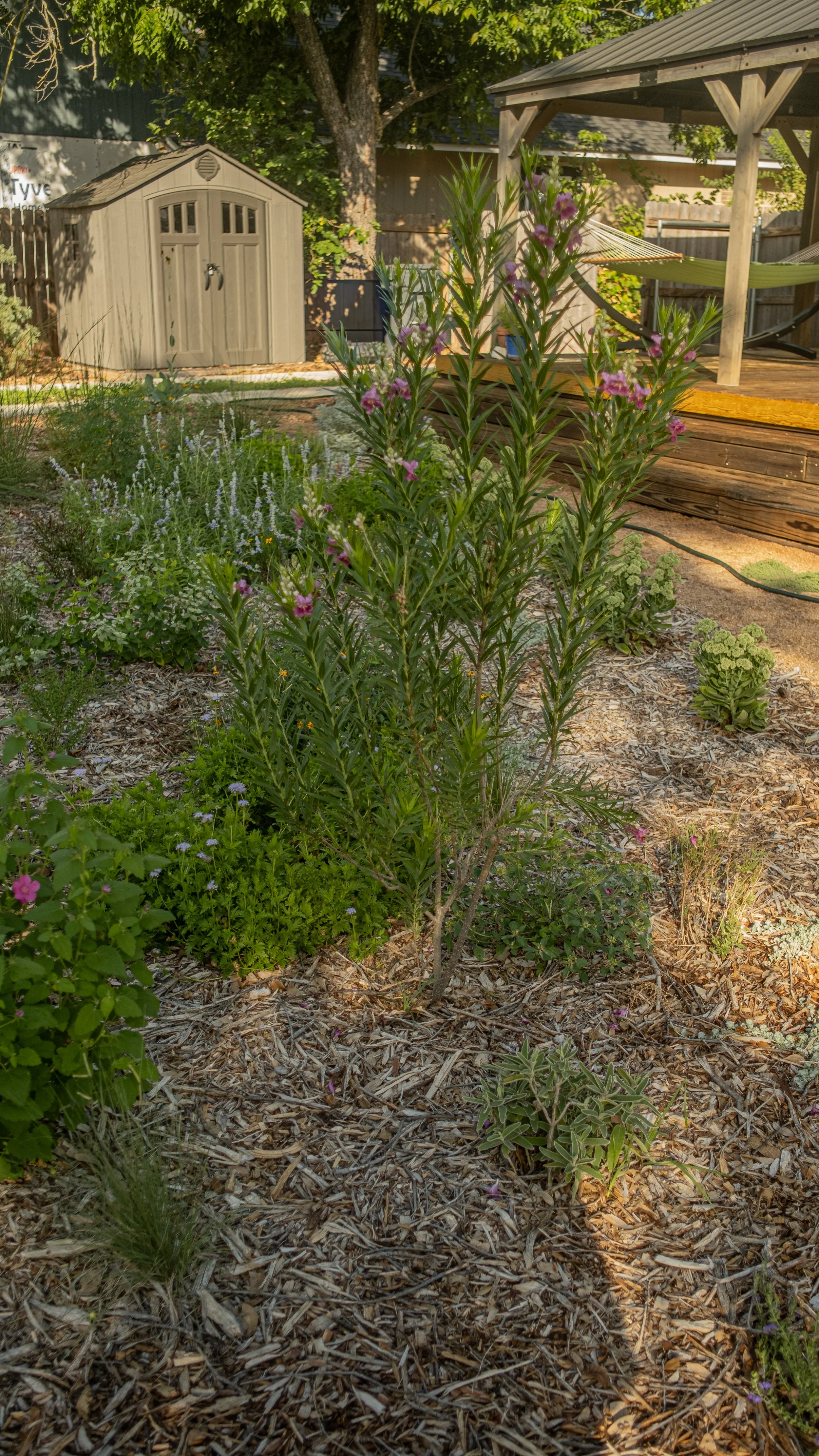 A backyard garden with flowering plants, a small beige shed, a tree, a wooden deck with a hammock, and a fence. The garden bed has purple and green plants with mulch on the ground.