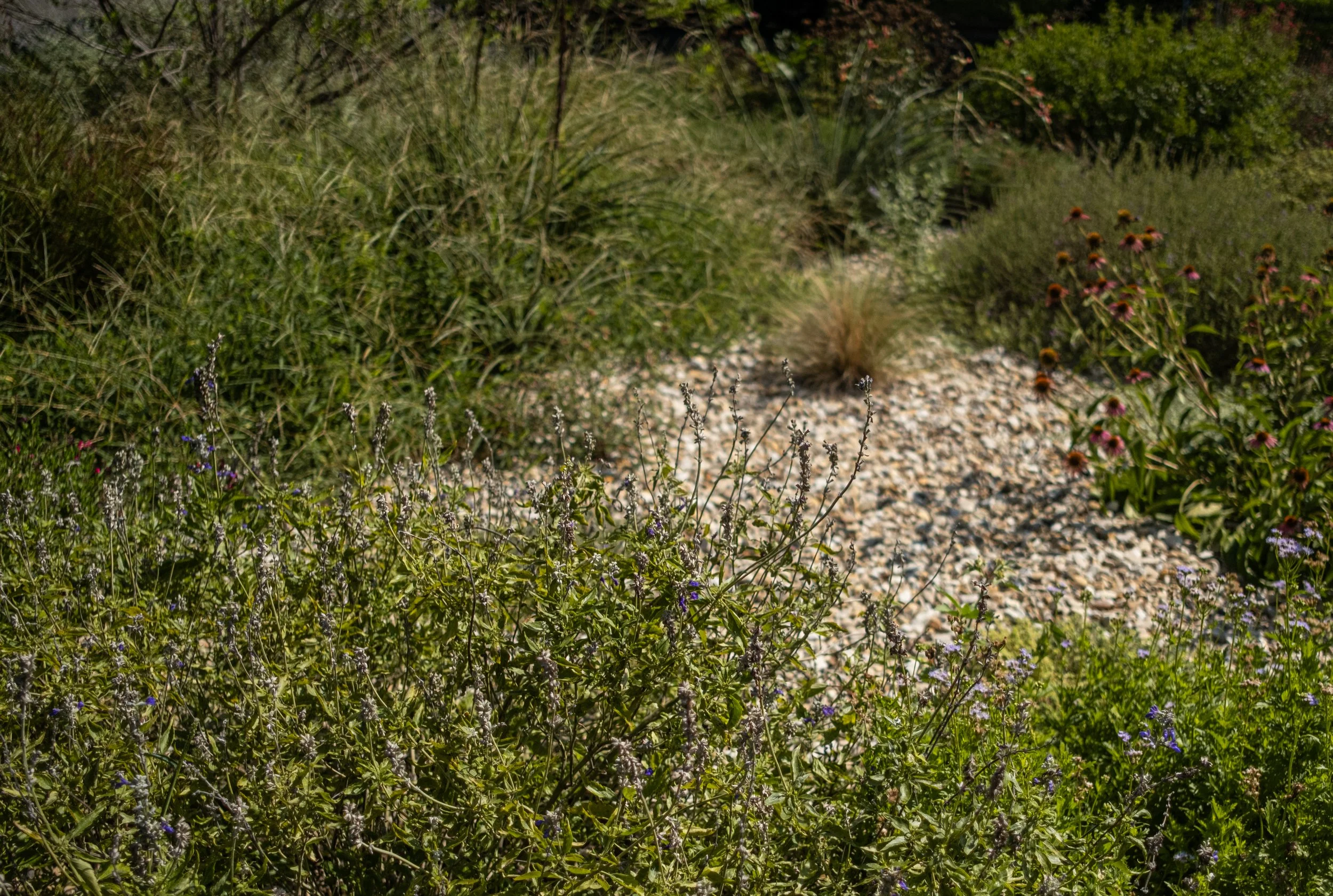 A garden scene with a gravel pathway surrounded by various green plants and blooming flowers.