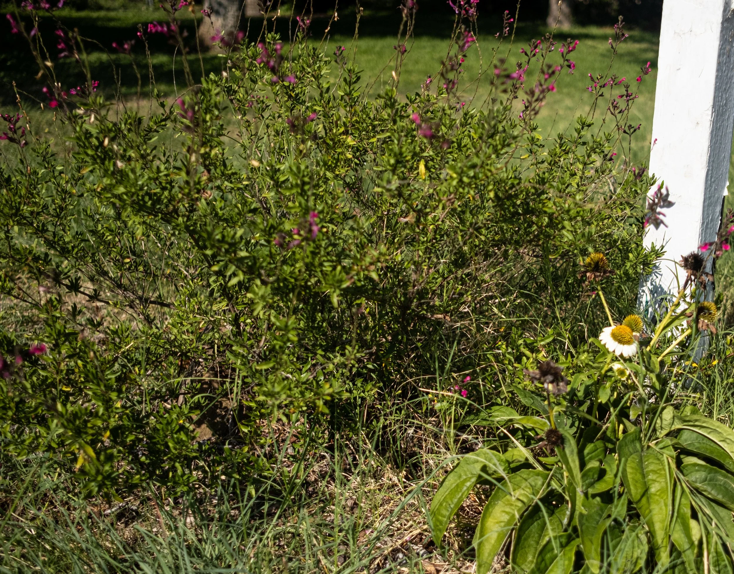 Close-up of a garden with green plants, pink flowers, and a white post on the right side.
