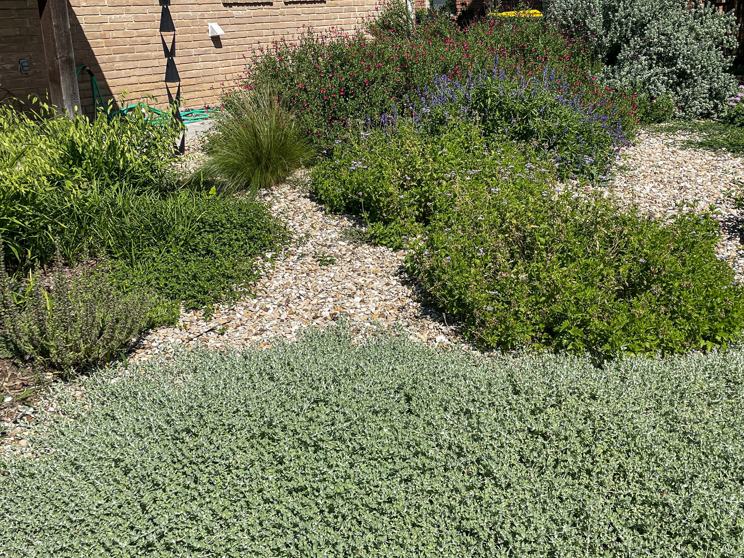 A garden with a gravel path, various green plants, and flowering bushes with pink, purple, and white flowers, against a brick wall with garden tools and a water hose.