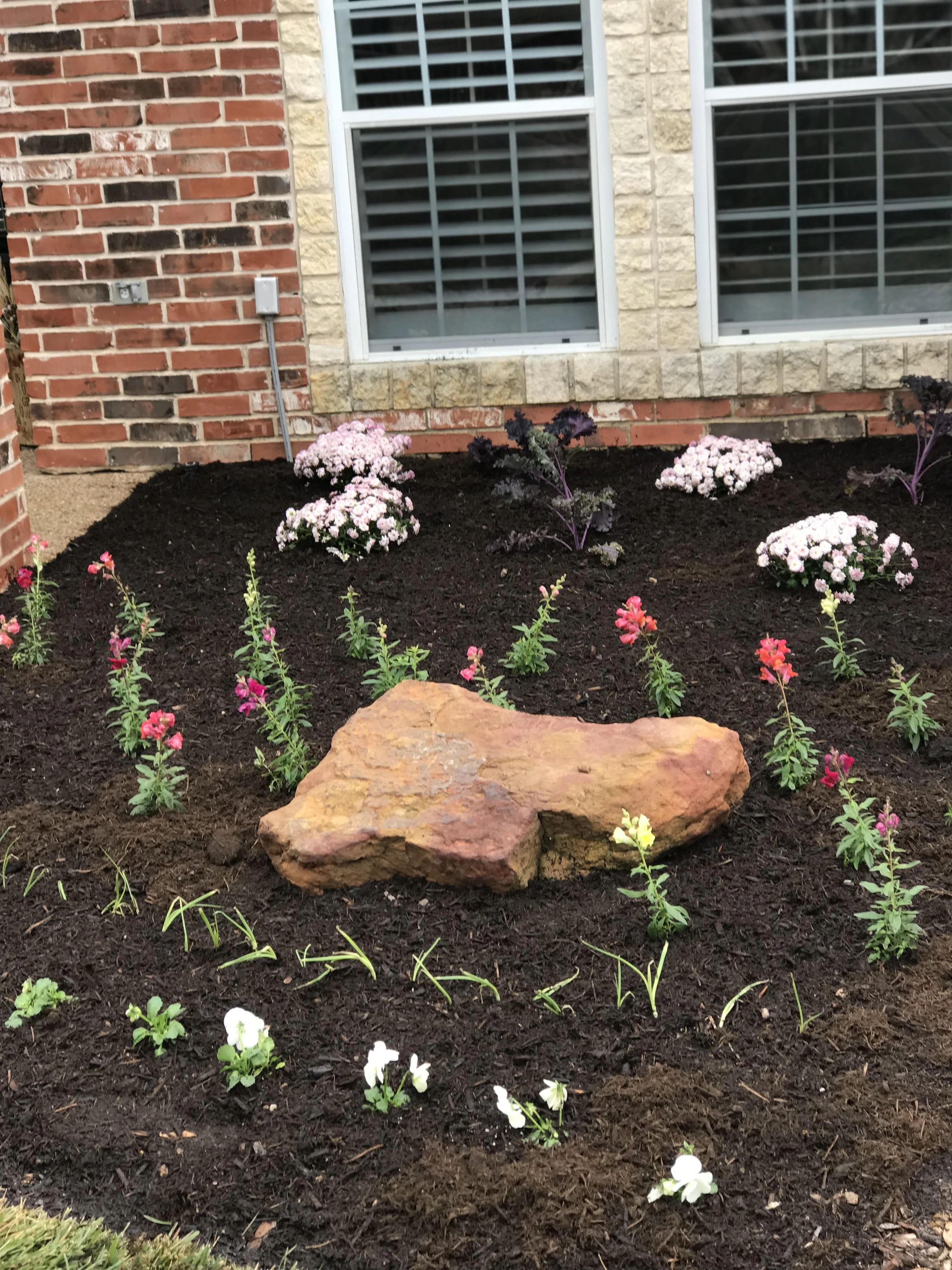 Freshly planted flower bed with pink, purple, red, and white flowers, a large rock, and a new layer of dark soil in front of a brick house with two windows.