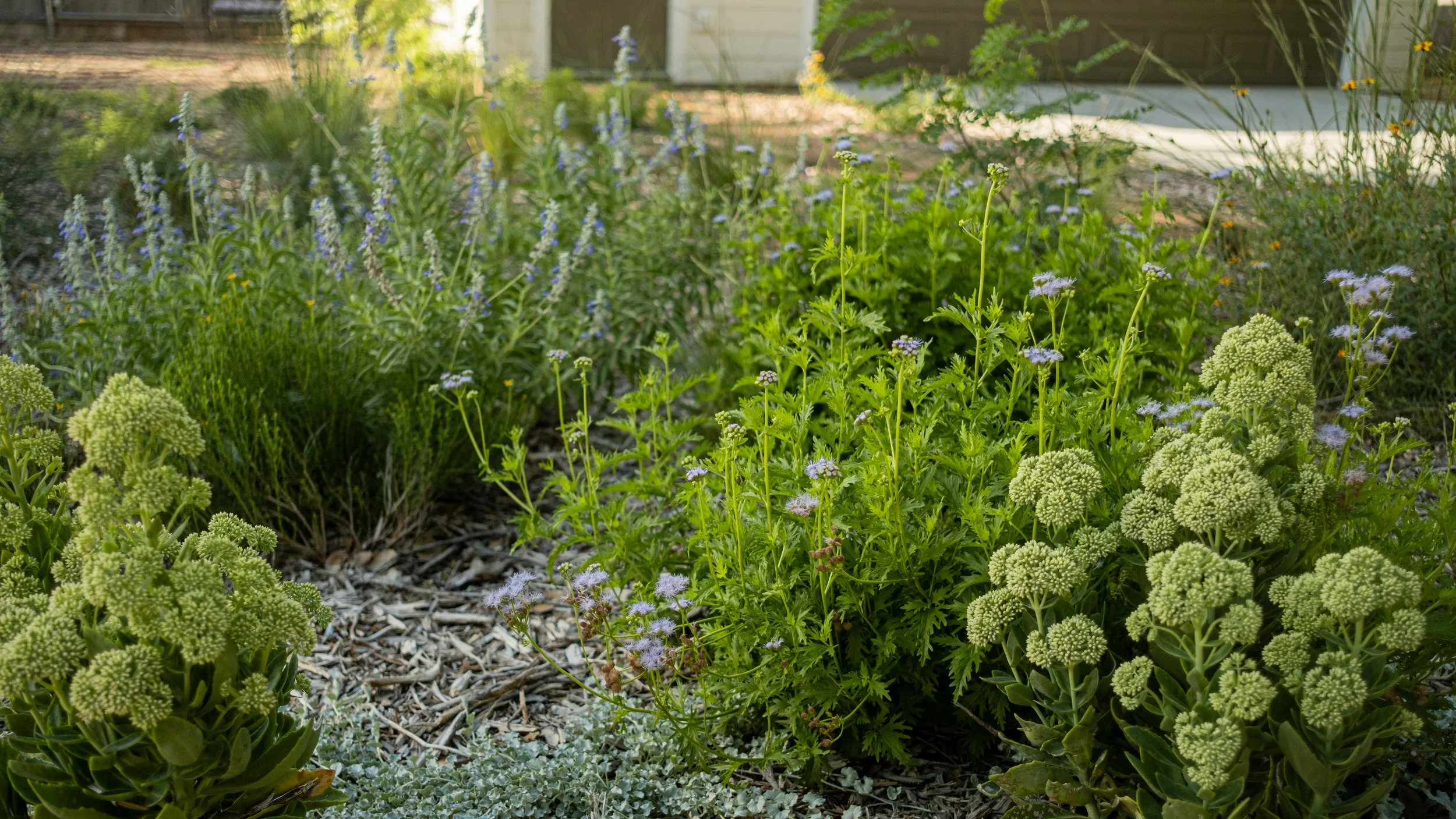 Close-up view of various green, purple, and off-white flowering plants in a garden bed, with a house and pathway visible in the background.