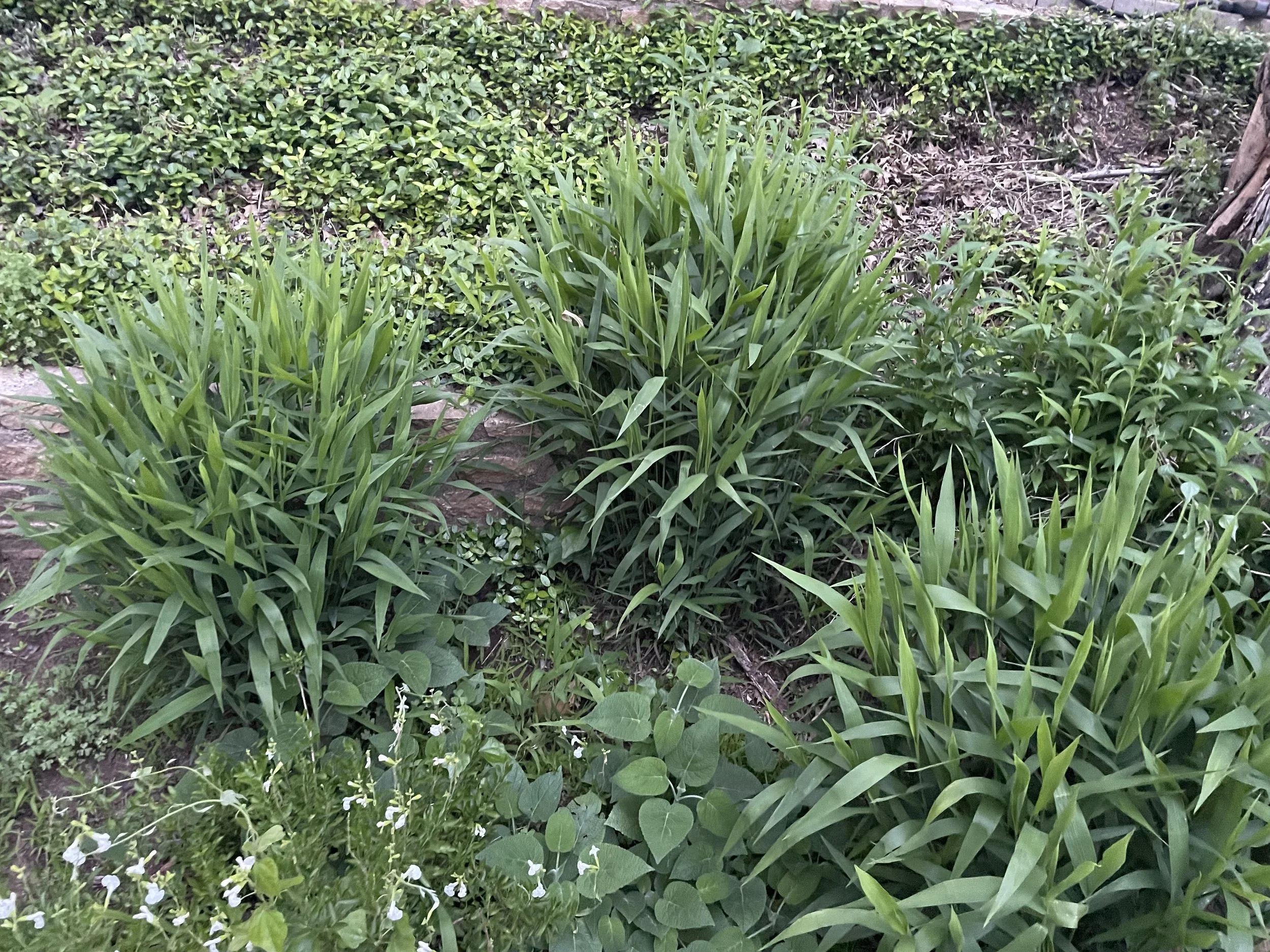 Various green plants and bushes with small white flowers at the bottom.