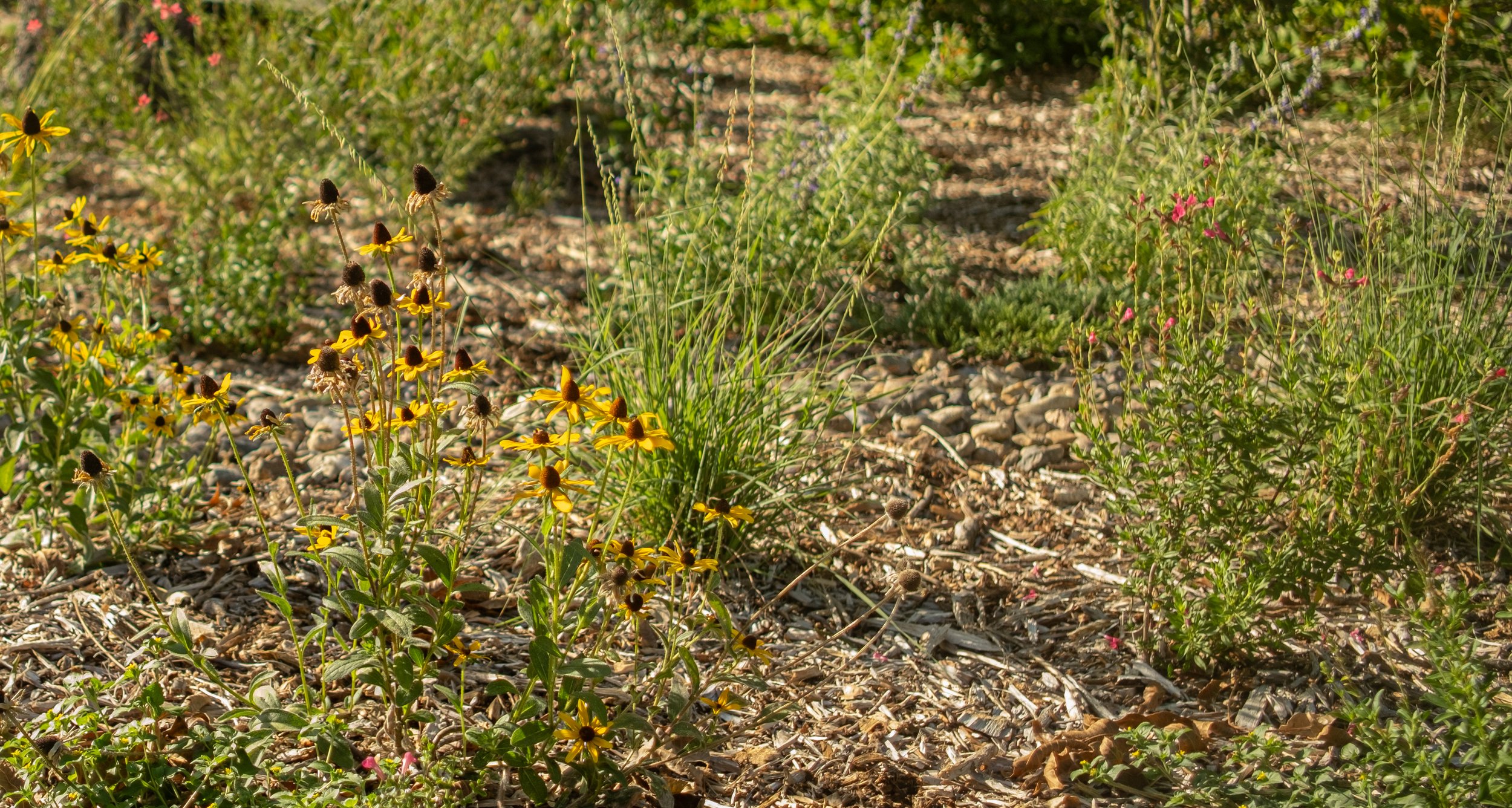 Close-up of wildflowers growing in a rocky soil garden with yellow and pink blooms in sunlight.