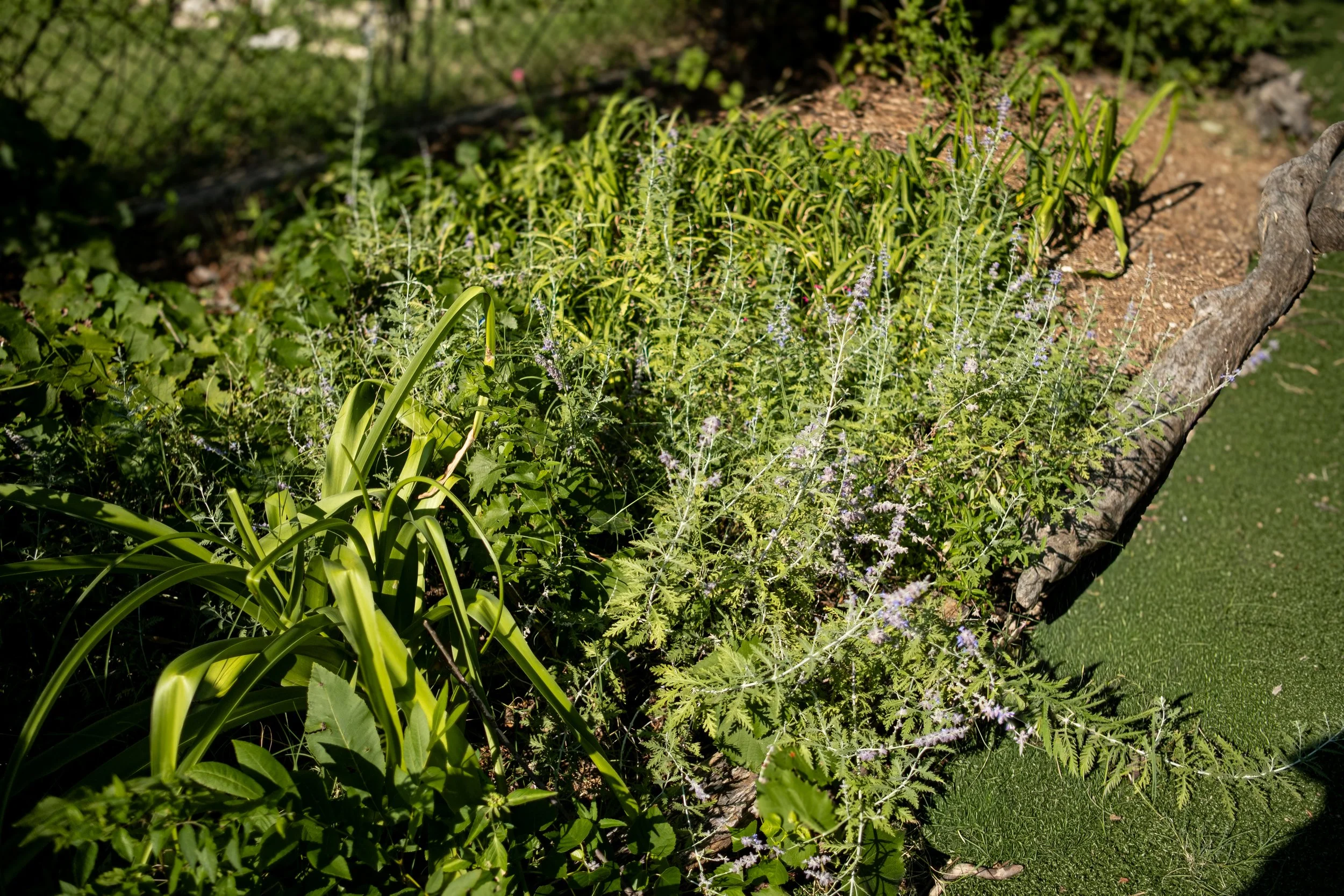 Garden bed with various green plants, including tall grass and flowering herbs, next to a curved stone border on a well-maintained lawn.