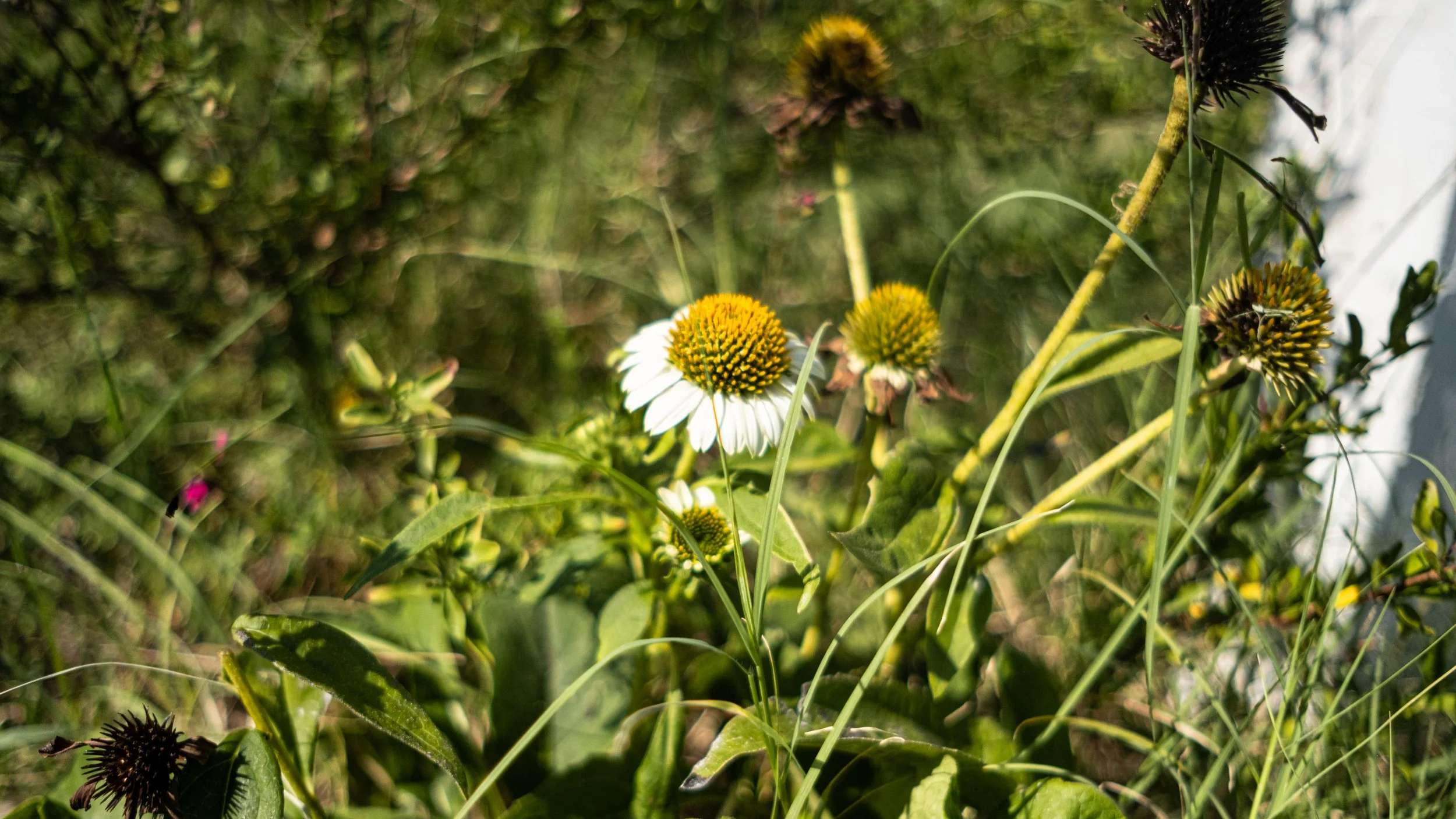 White daisies with yellow centers growing among green grass and leaves, some flowers are in full bloom and others are wilting, in bright sunlight