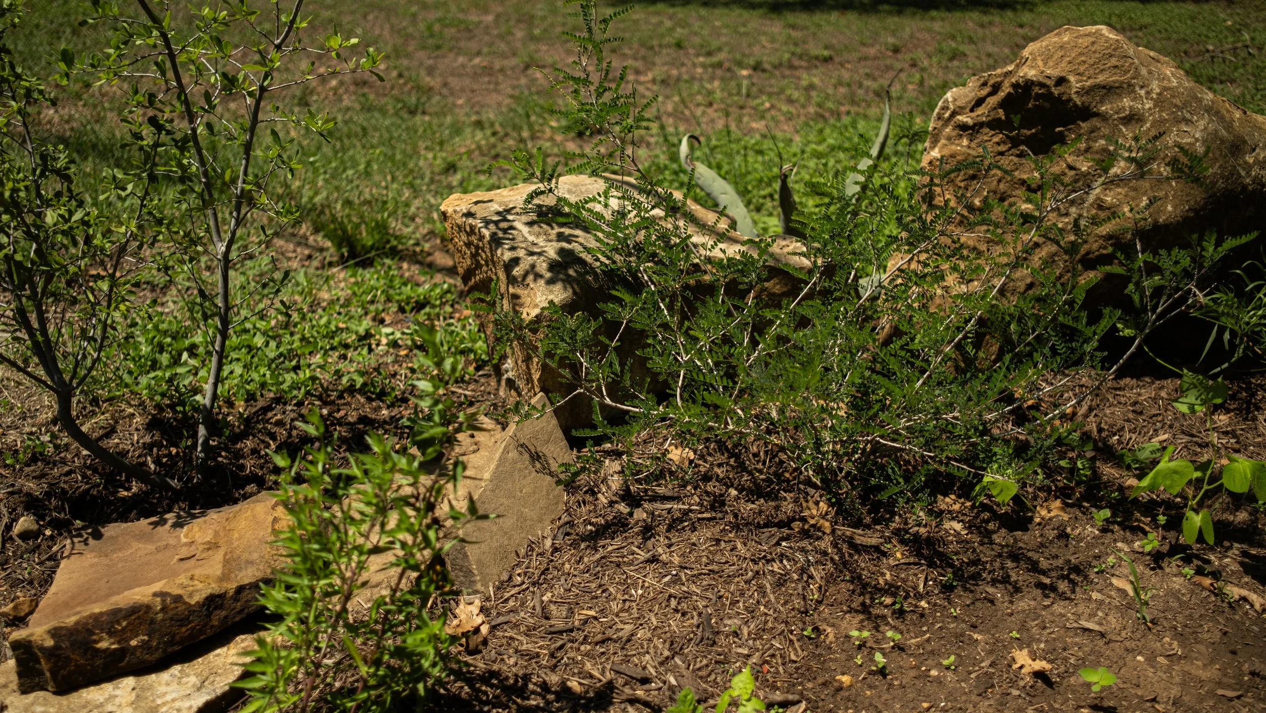 Close-up of plants and rocks in a garden or natural outdoor setting with soil and patches of grass.