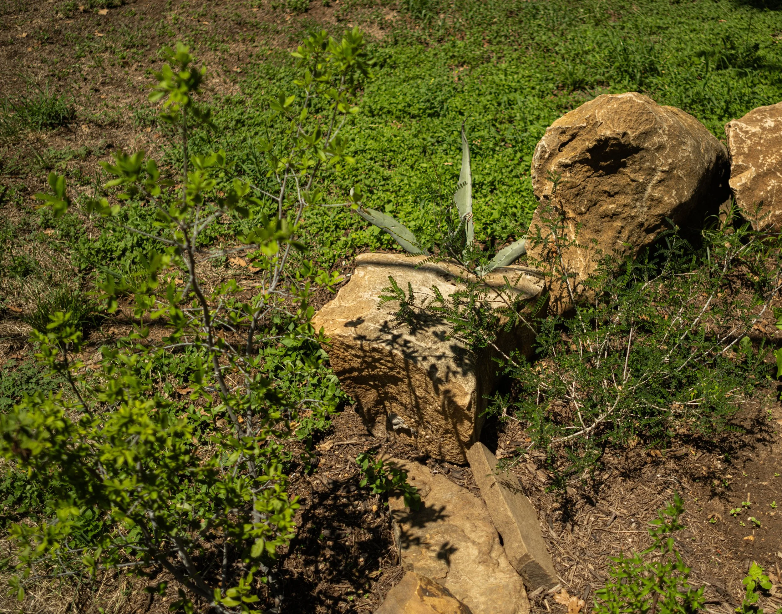 A patch of dirt and grass with several rocks and some small green plants.