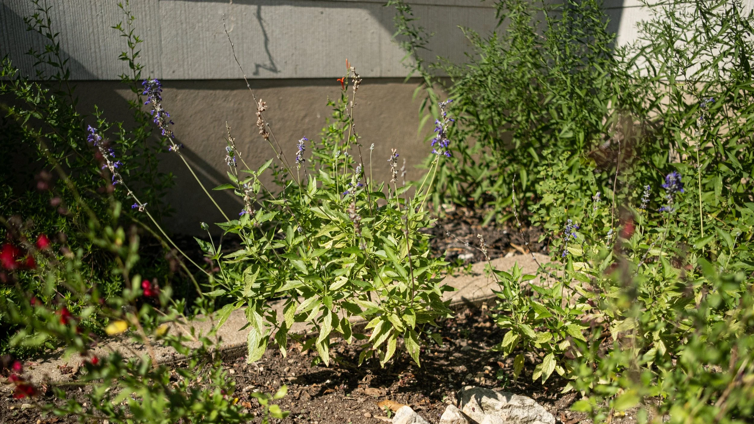 Garden bed with green plants and purple flowers next to a concrete wall.
