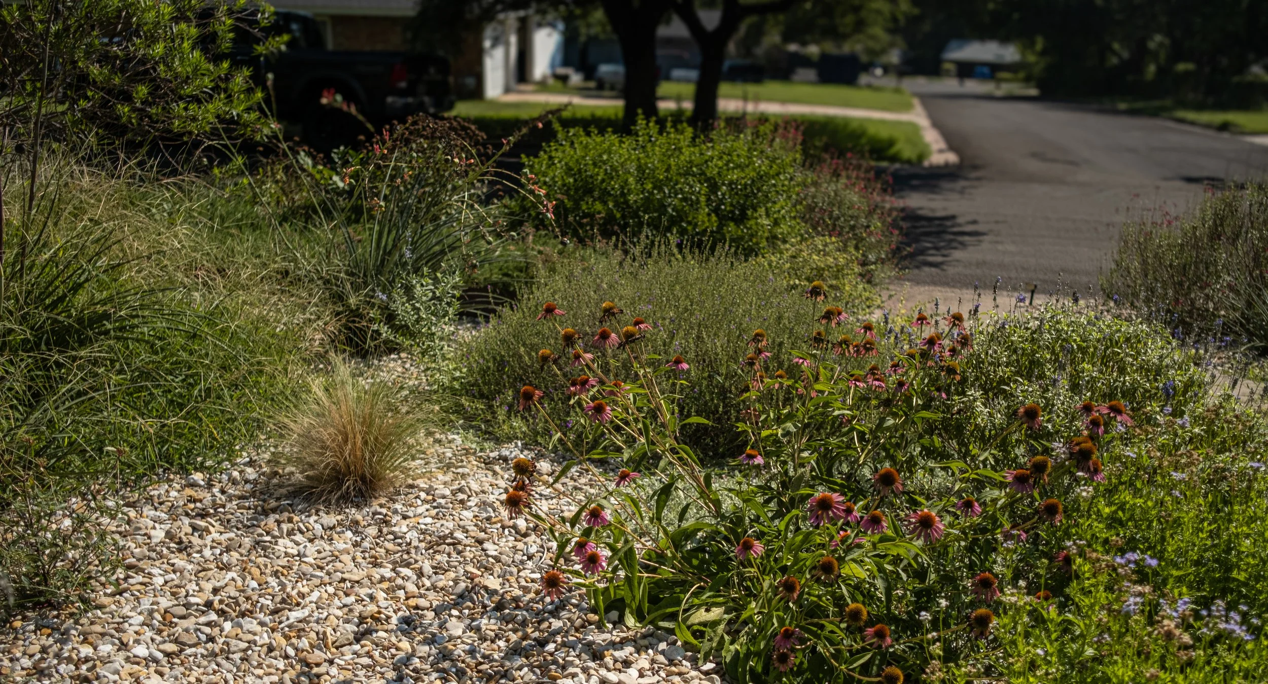 A garden bed with various flowers and plants along a sunny residential street with trees, parked cars, and houses in the background.