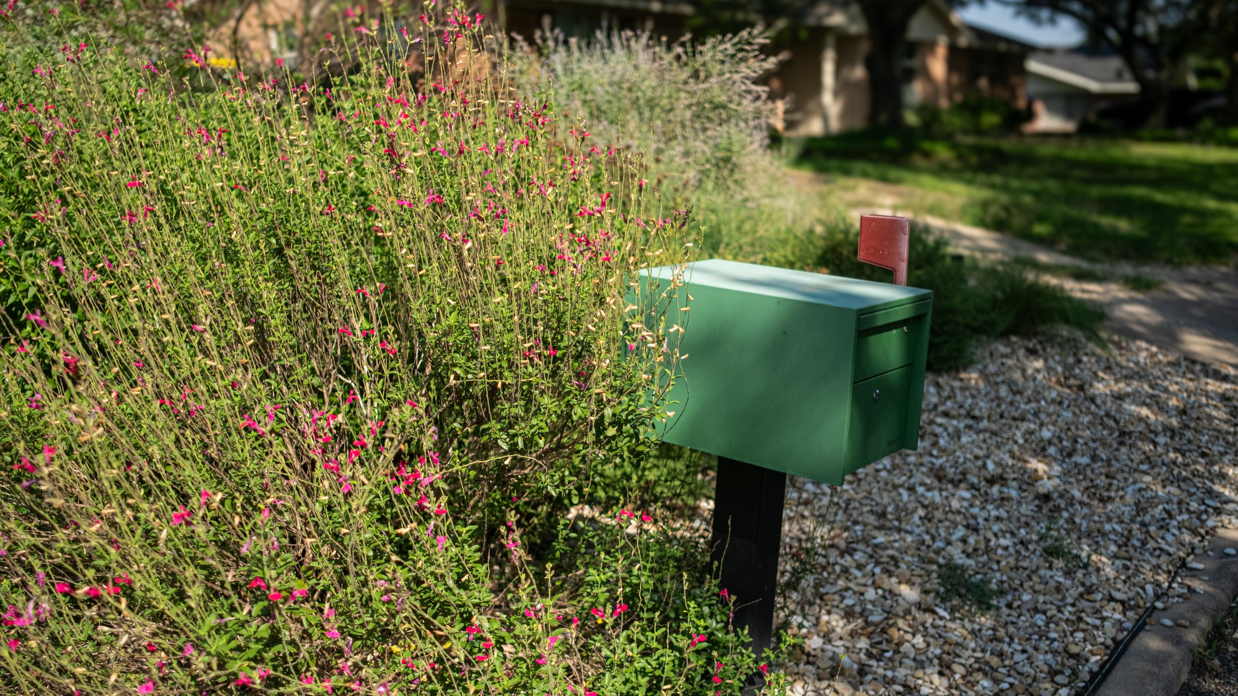 A green mailbox on a black post next to flowering bushes with pink and purple flowers, in a suburban front yard with a house in the background.