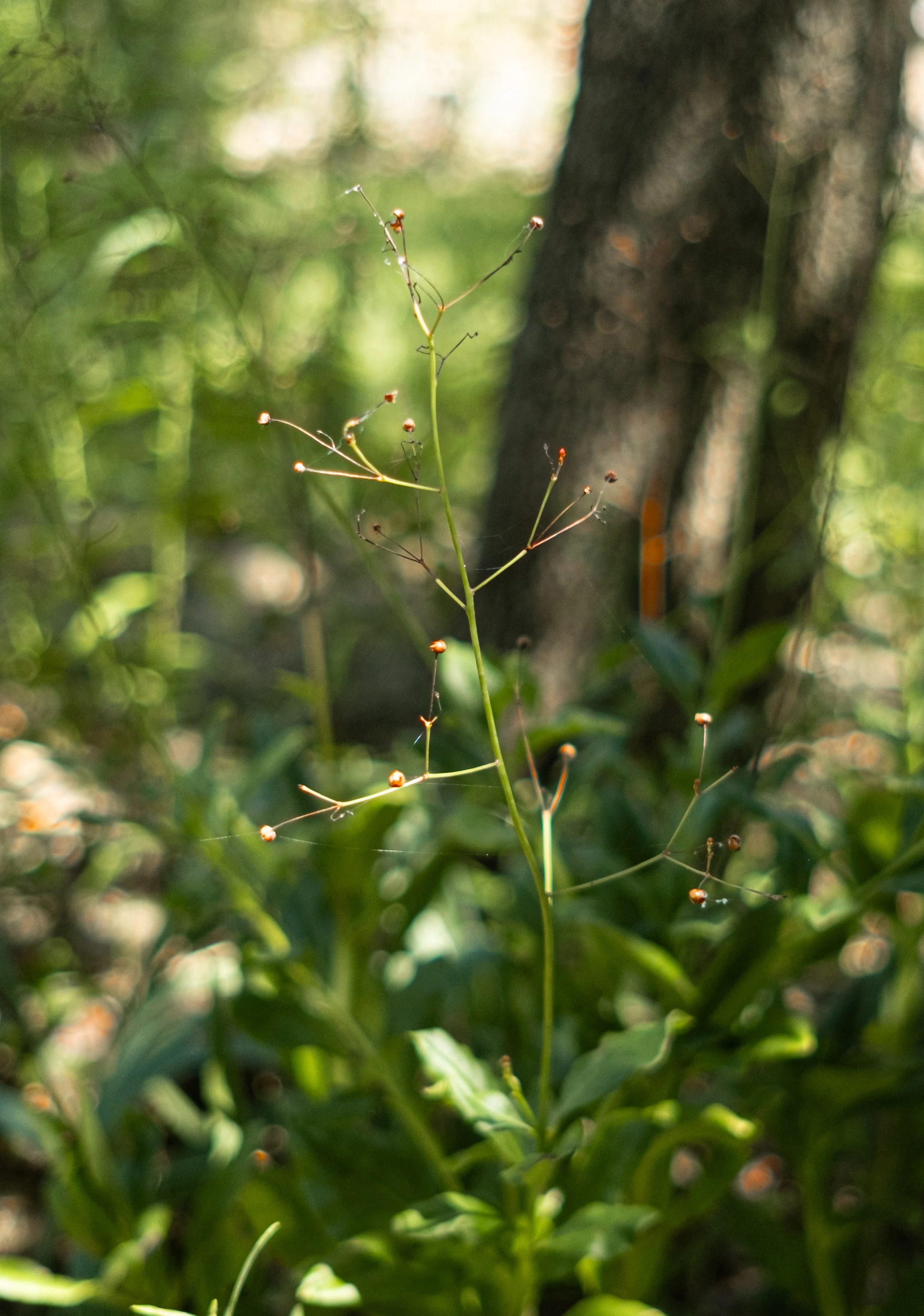 Close-up of a thin green plant stem with few small brown seed pods, in a blurry green forest background.