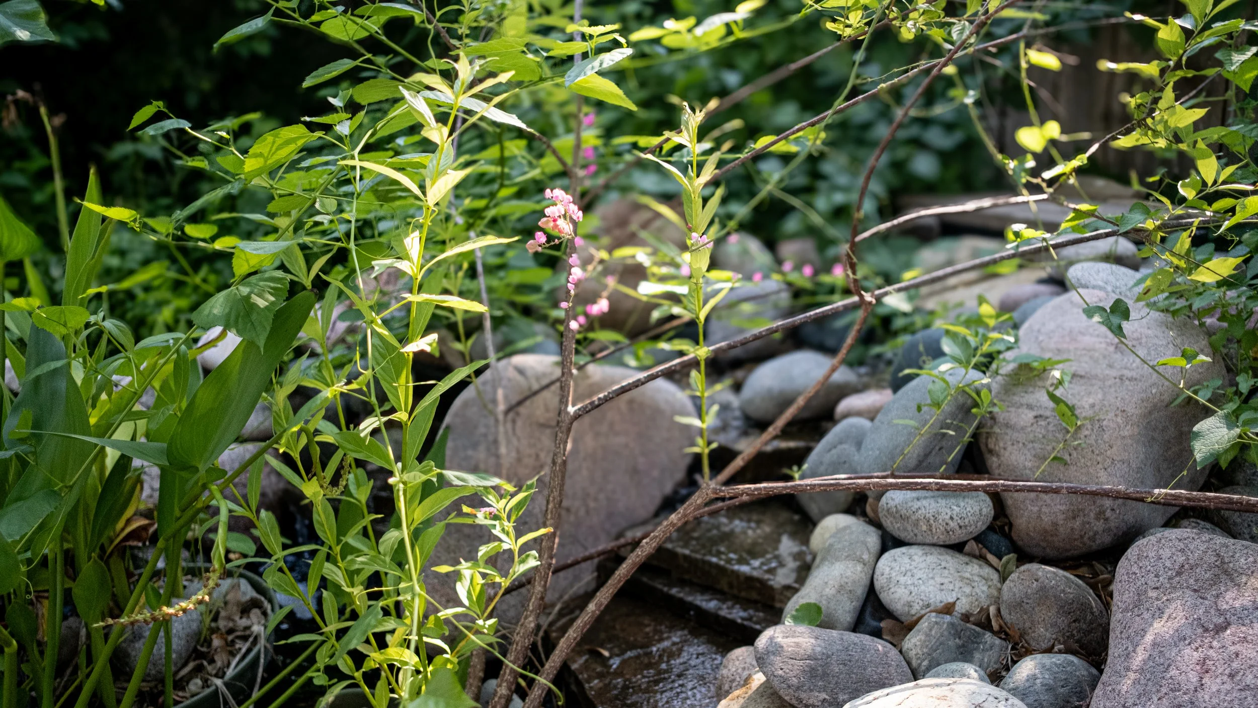 Green plants with small pink flowers near a rocky stream.
