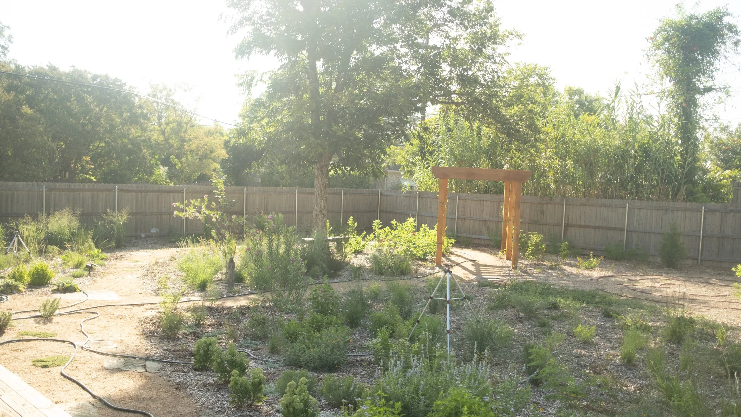 A backyard garden with plants, trees, and a wooden arch, enclosed by a wooden fence, with gardening tools and drip irrigation hoses visible.