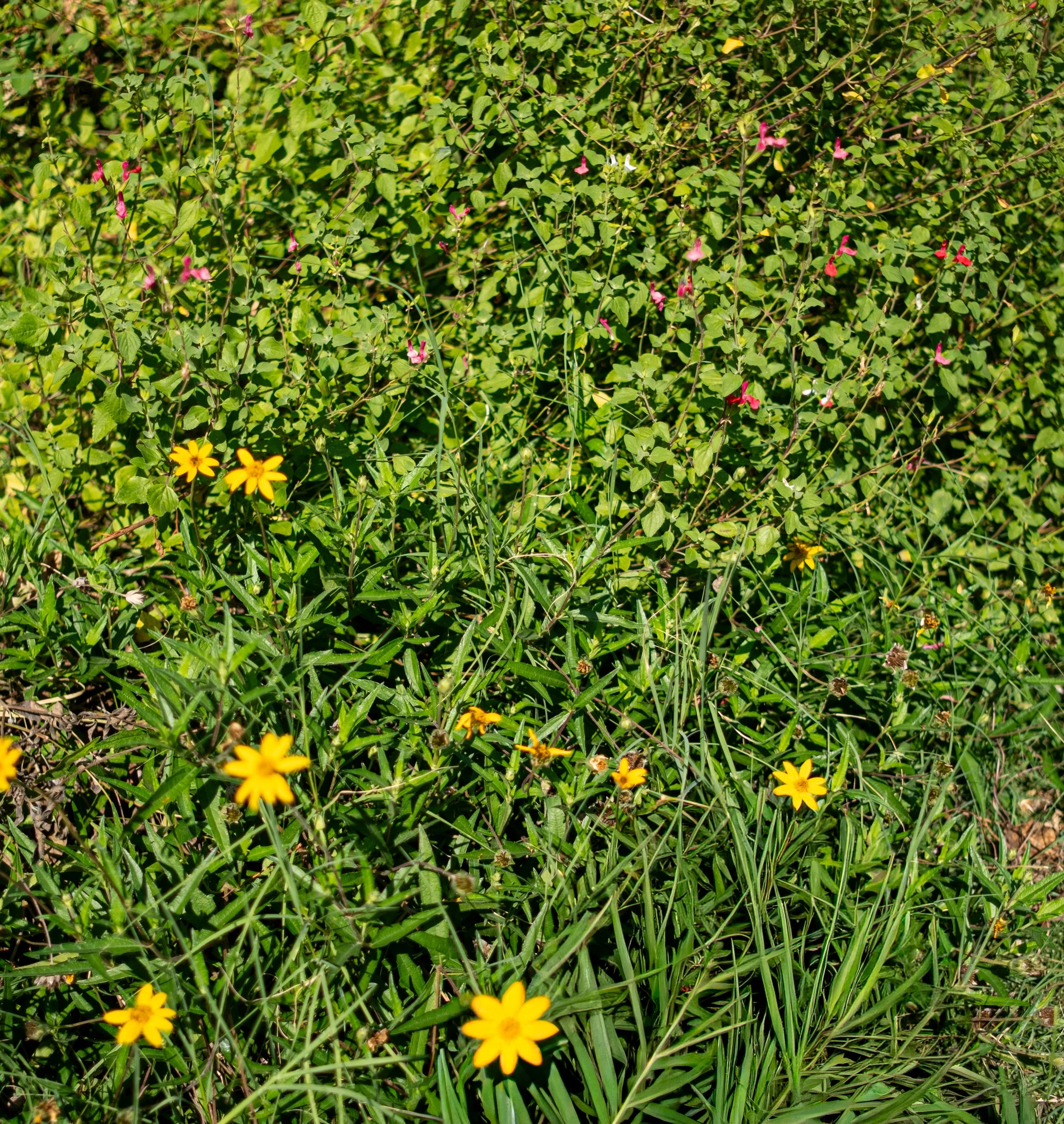 Close-up of green foliage with small pink and yellow flowers and some blades of grass.