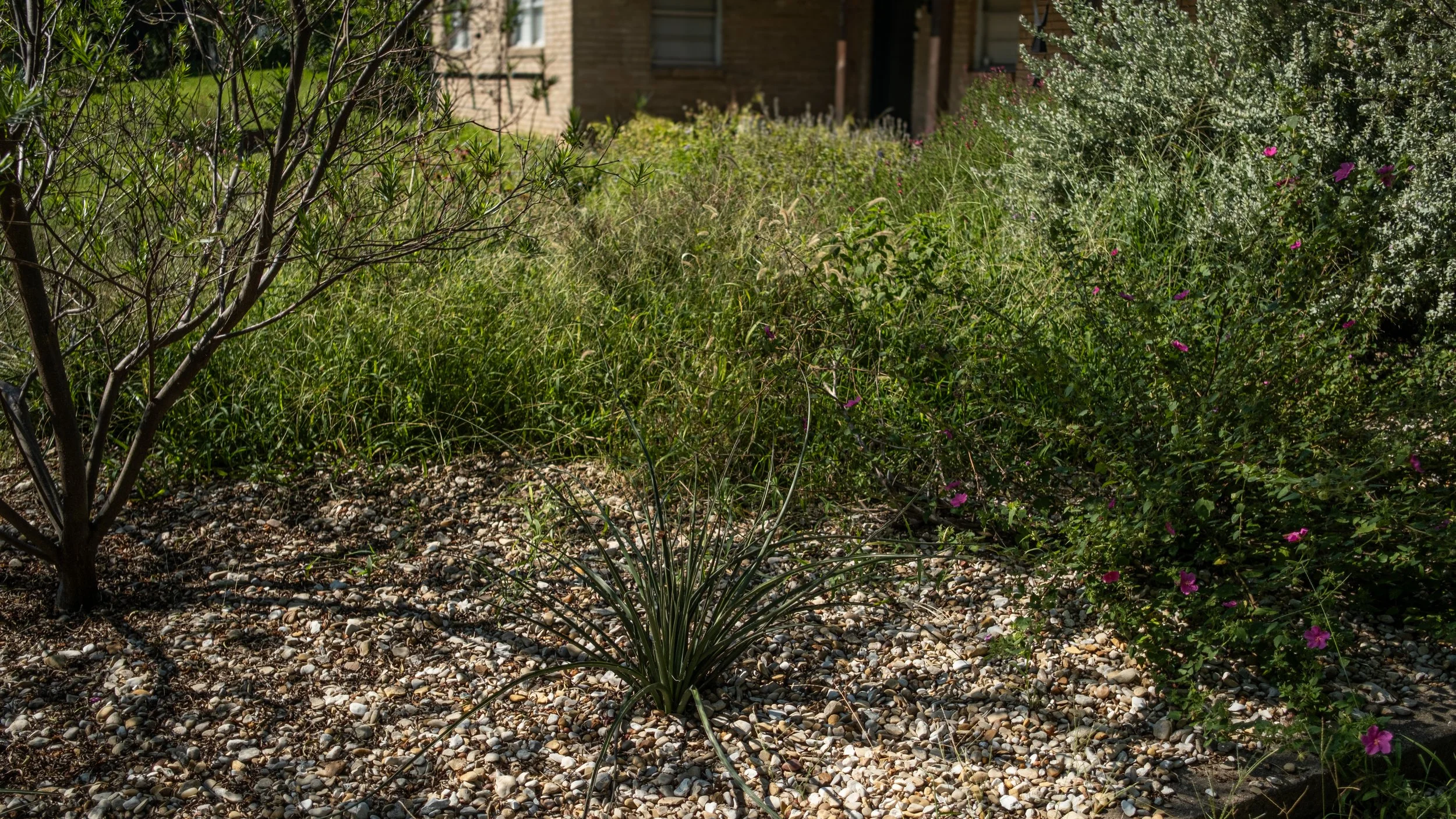 A landscaped garden bed with various green shrubs and plants, including a small tree on the left, purple flowers on the right, and a background of a brick building and window.