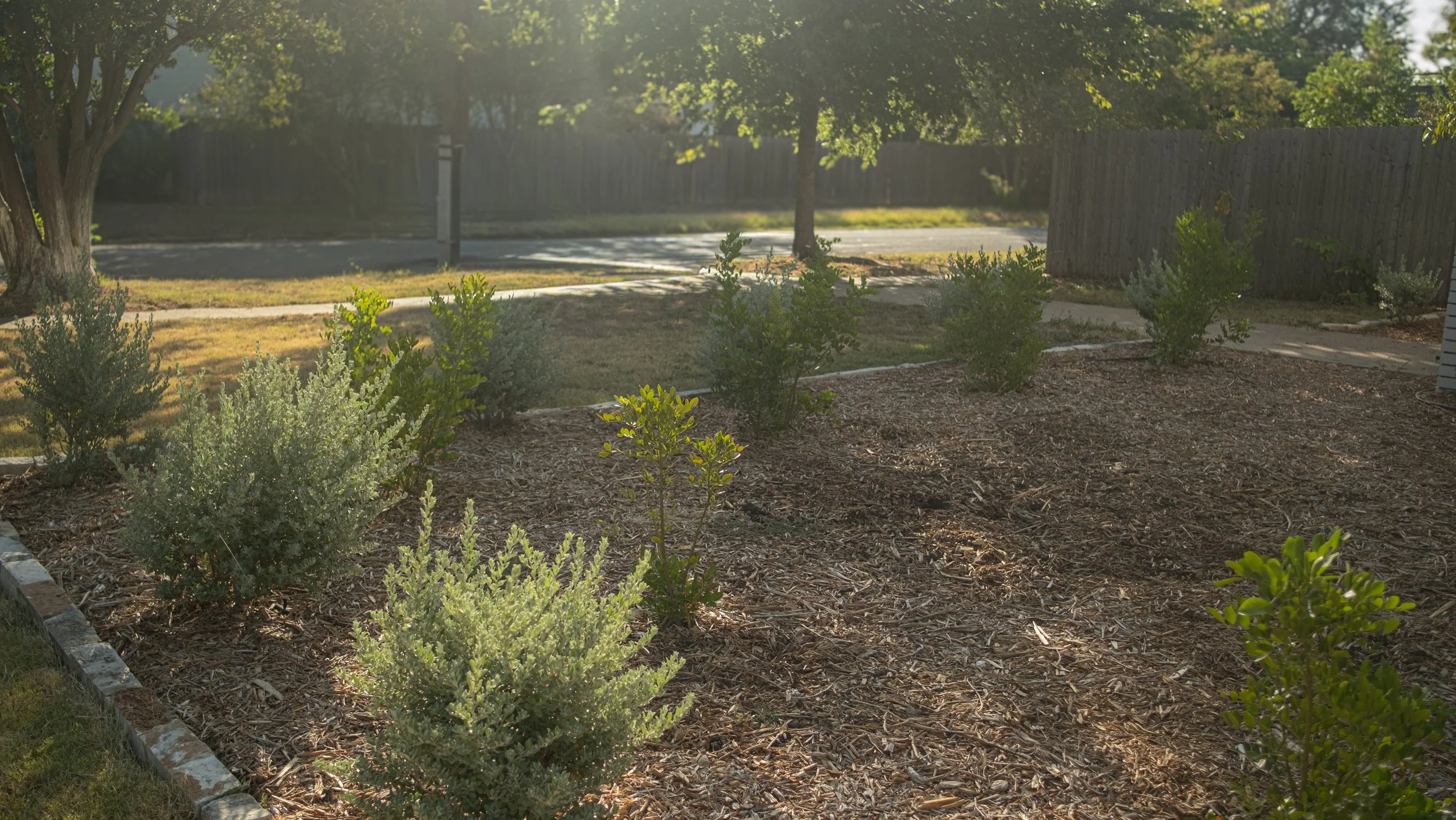 A landscaped yard with small green shrubs, a mulch bed, trees, a sidewalk, and a wooden fence, with sunlight filtering through the trees.