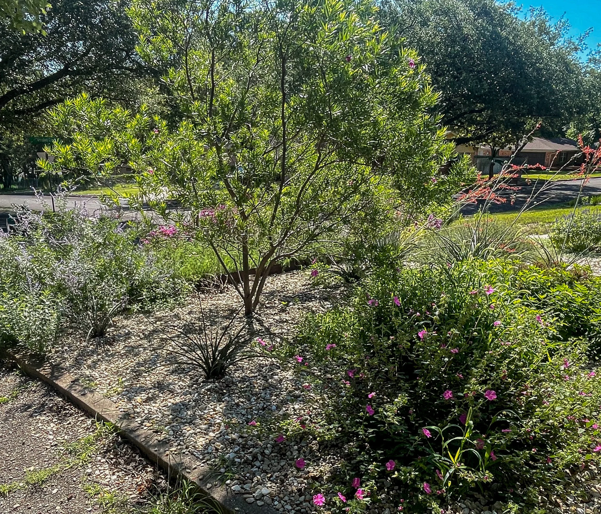 A garden with various green plants and pink flowers, a gravel path, and residential houses in the background under a clear blue sky.