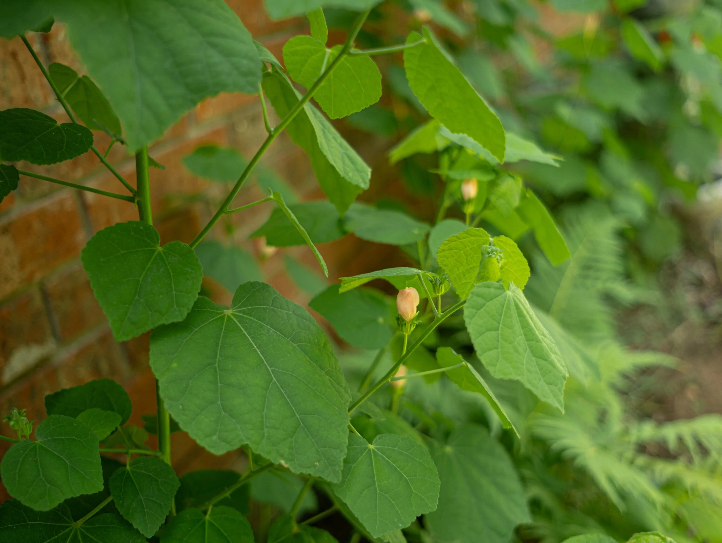 Close-up of green leaves on plant with a brick wall in the background.