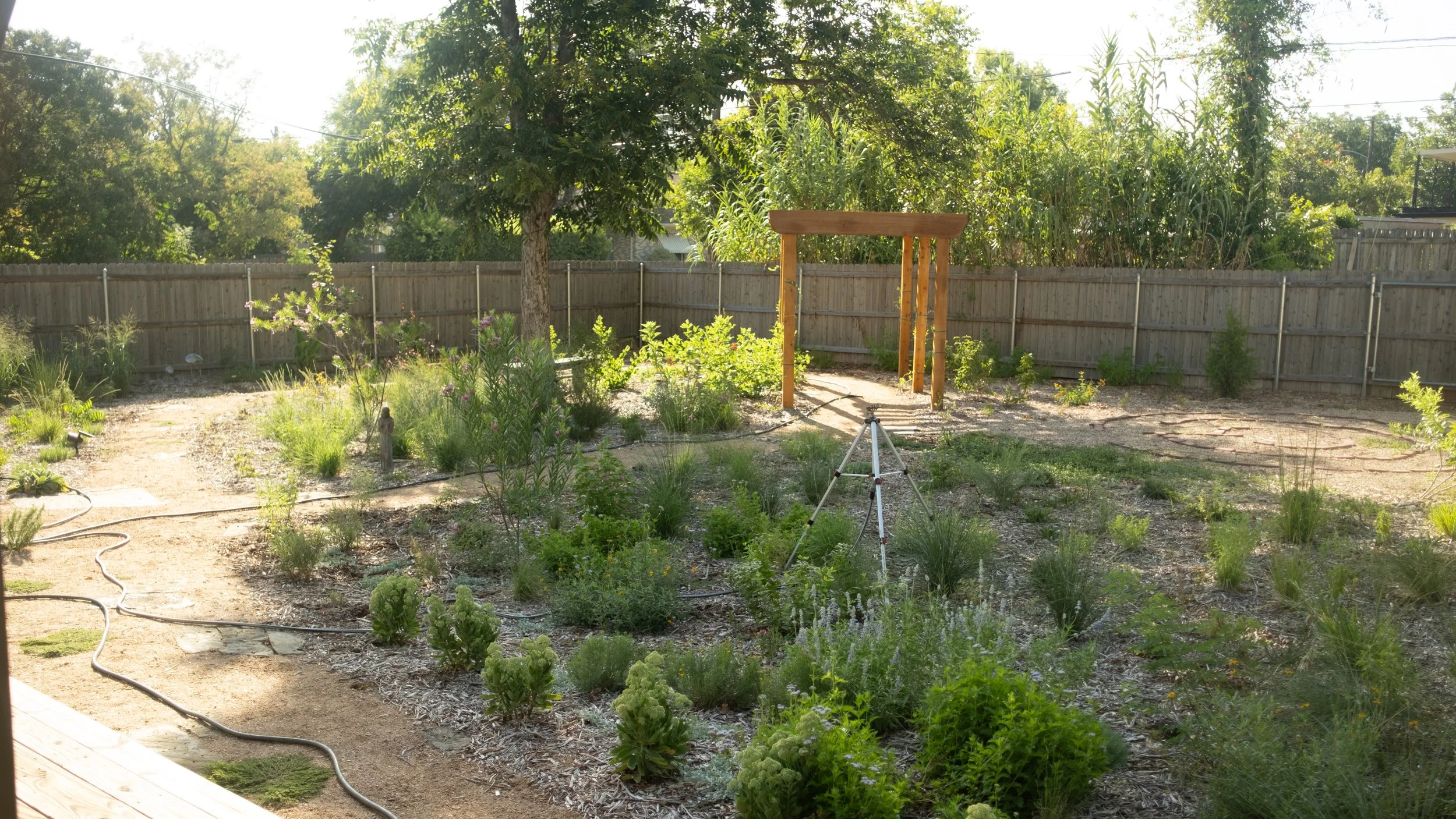 A backyard garden with lush greenery, flowering plants, a wooden trellis, and a wooden privacy fence. There are trees in the background and a garden sprinkler in the foreground.