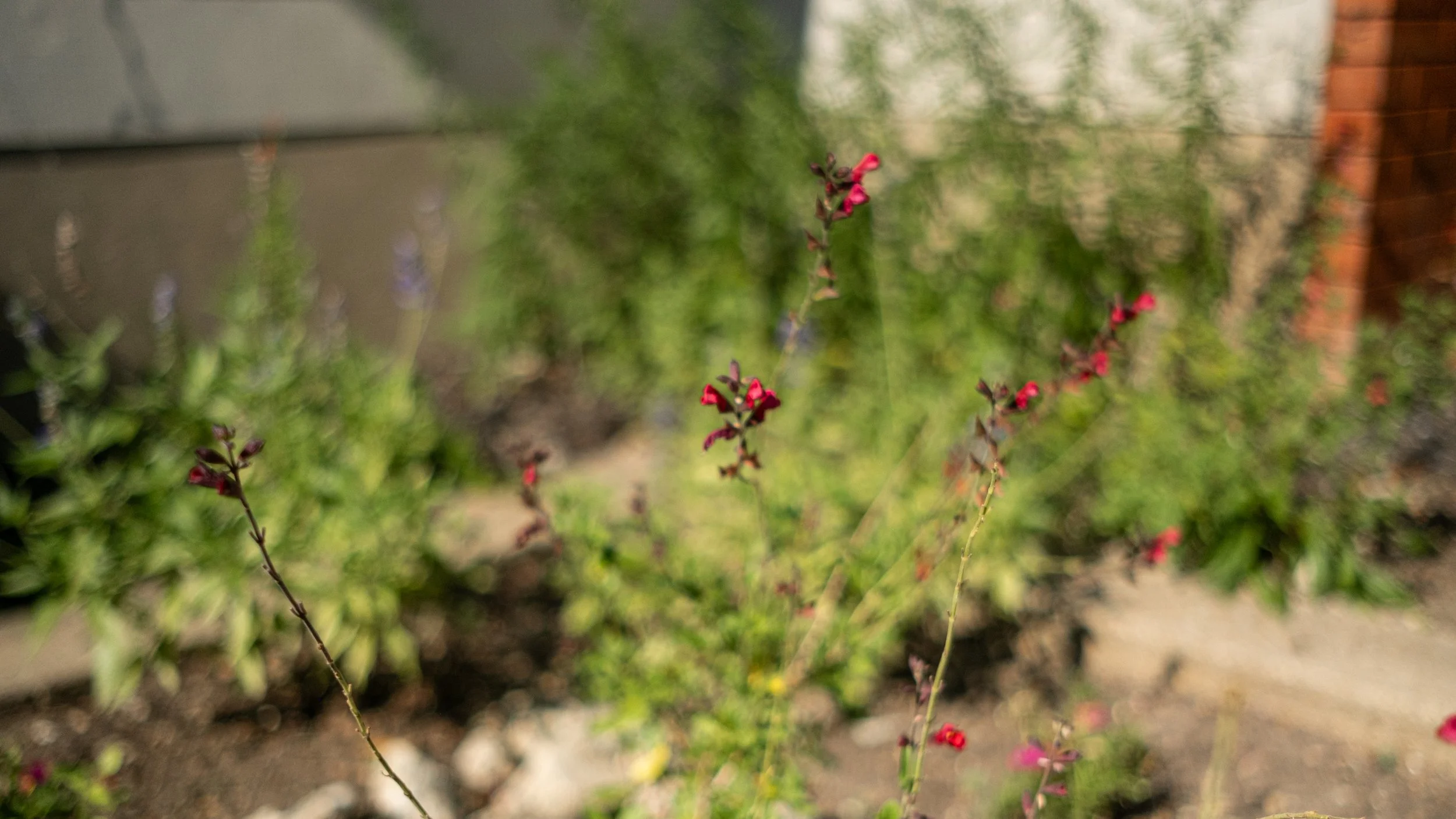 Close-up of a small flowering plant with pink flowers and green leaves, blurred background of garden soil and other greenery.