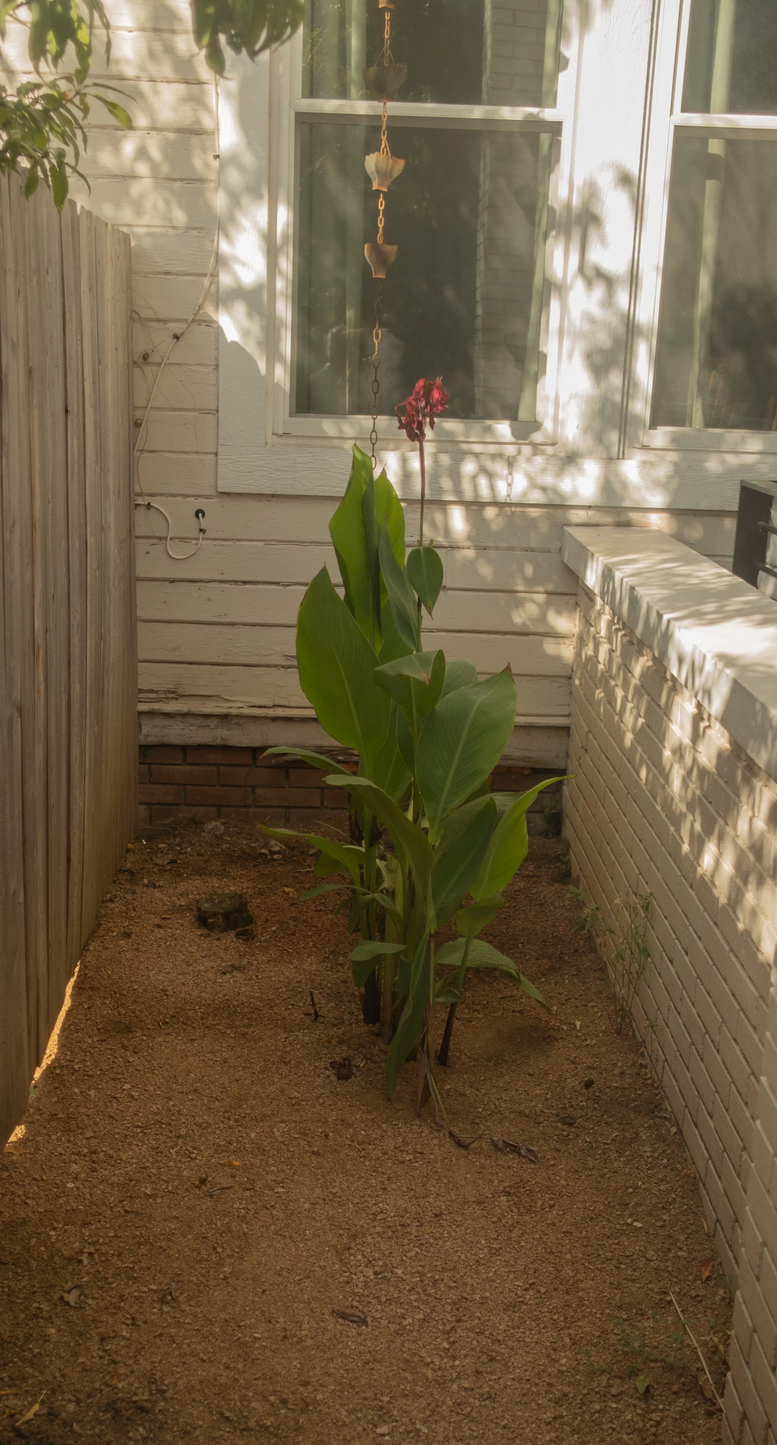 A young plant with large green leaves and a wilting flower in a small patch of dirt between a wooden fence and a brick and white wall, in front of a window with a hanging decoration.