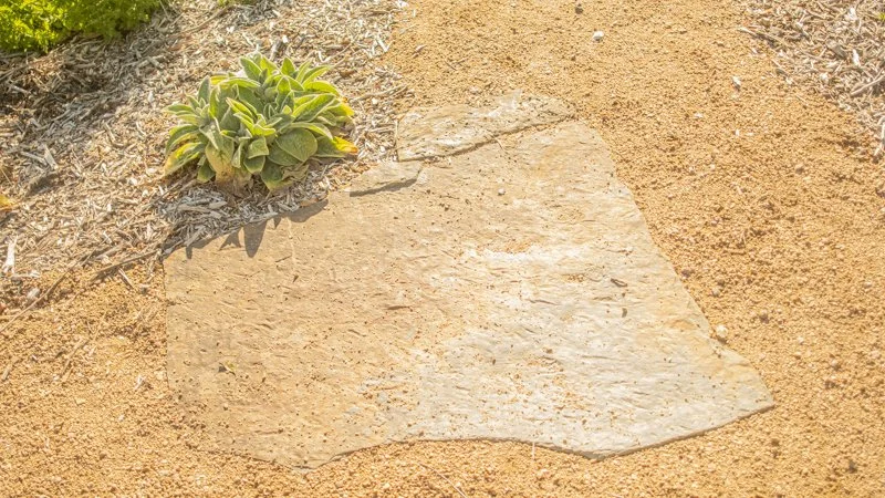 A single flat stone lying on sandy ground with a small green plant near the top left corner.