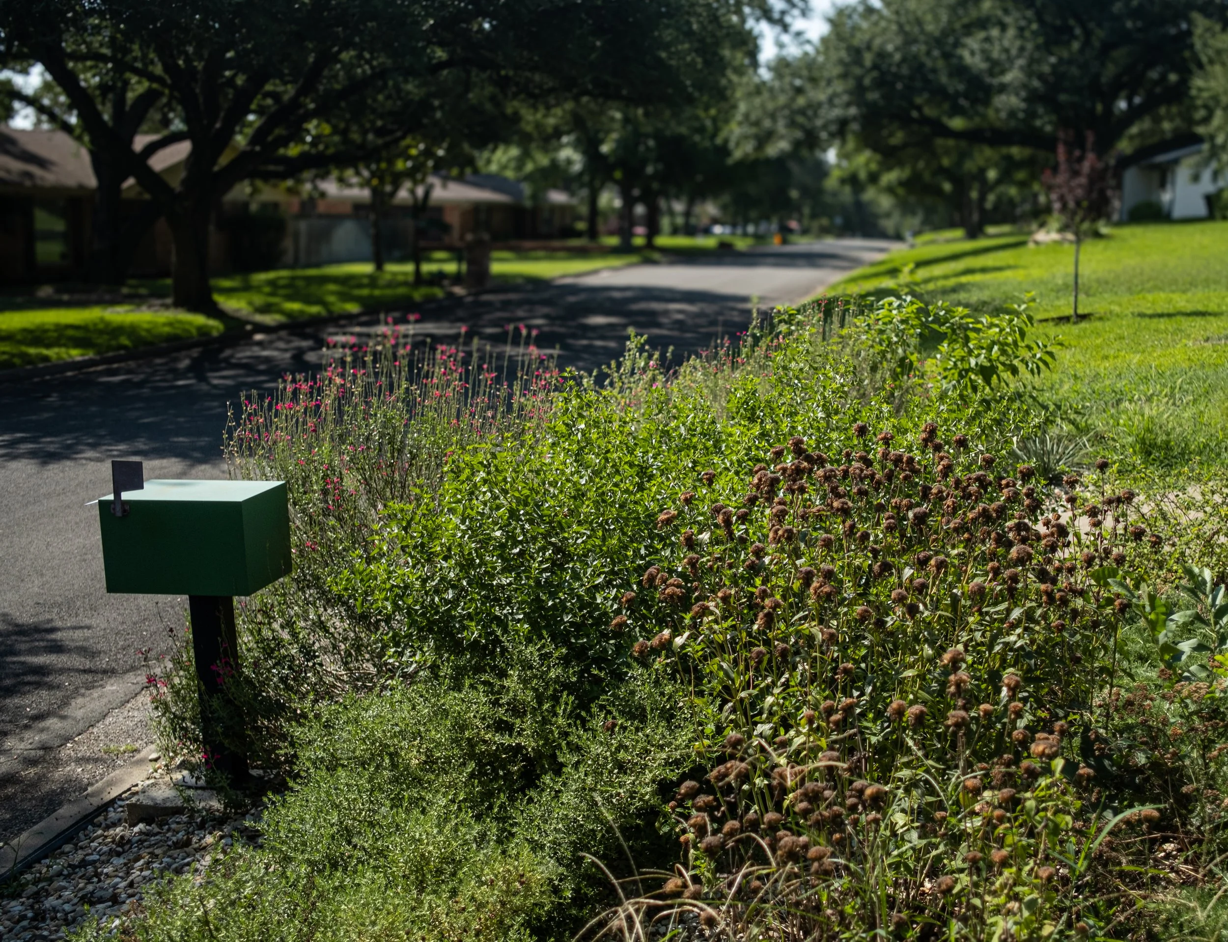Residential neighborhood street with trees, houses, green lawns, and flowering plants in the foreground.
