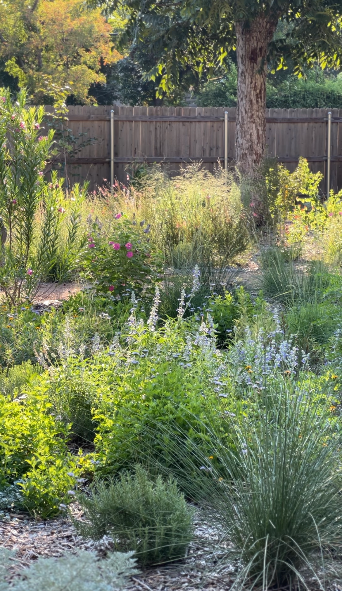 A backyard garden with various green plants and colorful flowers in the foreground, a tall tree with a textured trunk, and a wooden fence in the background, illuminated by sunlight.