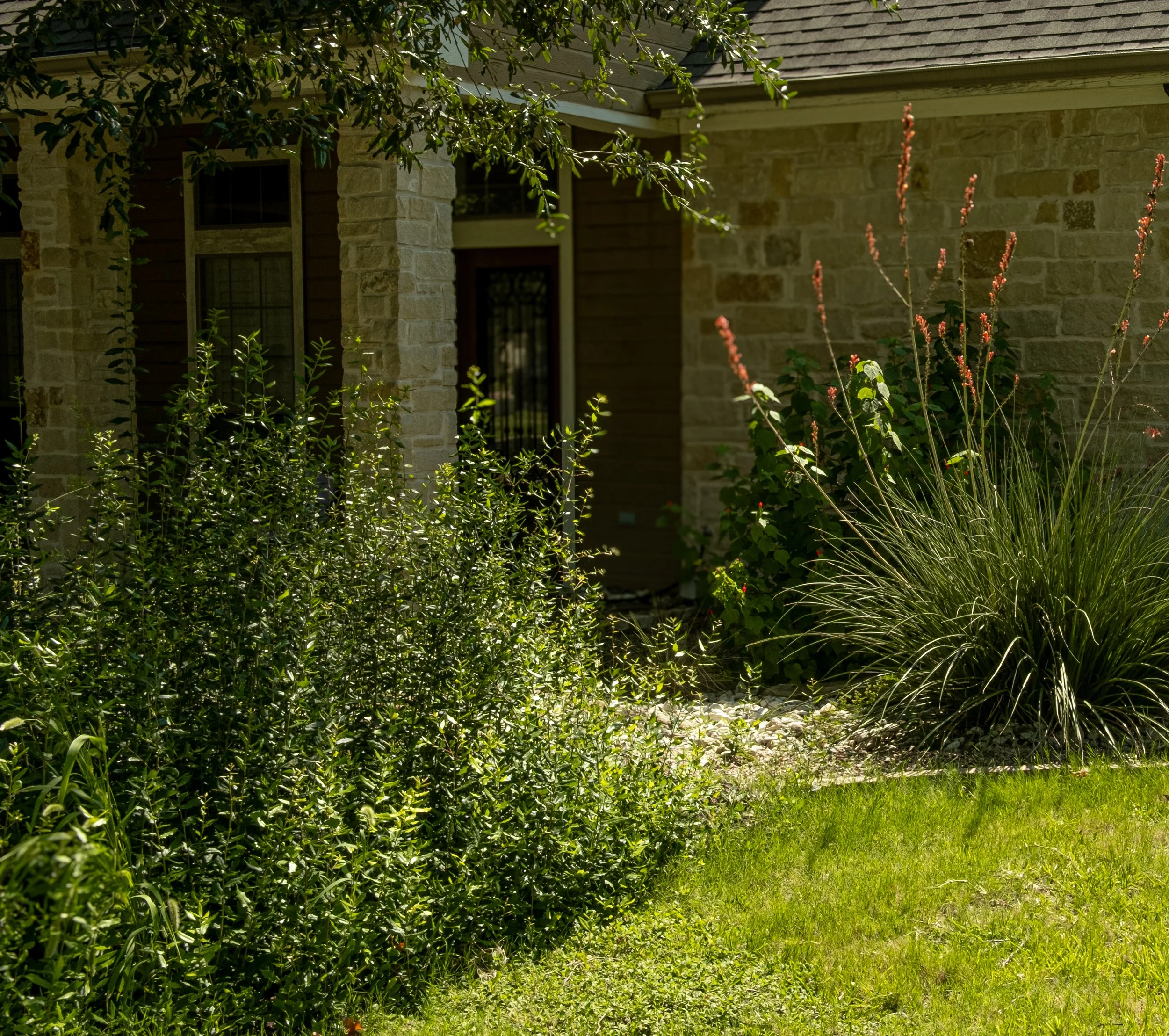 A garden with various green plants and shrubs in front of a house with beige brick and brown siding.