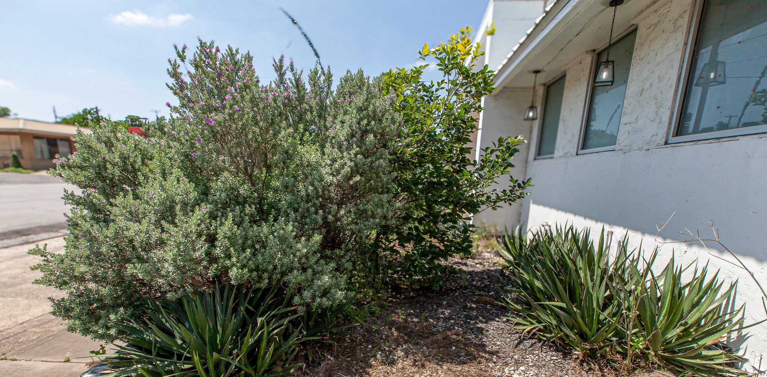 A bush with small purple flowers and green leaves next to a white building with three windows and hanging lights. There are agave plants at the base of the bush and a sidewalk in front.