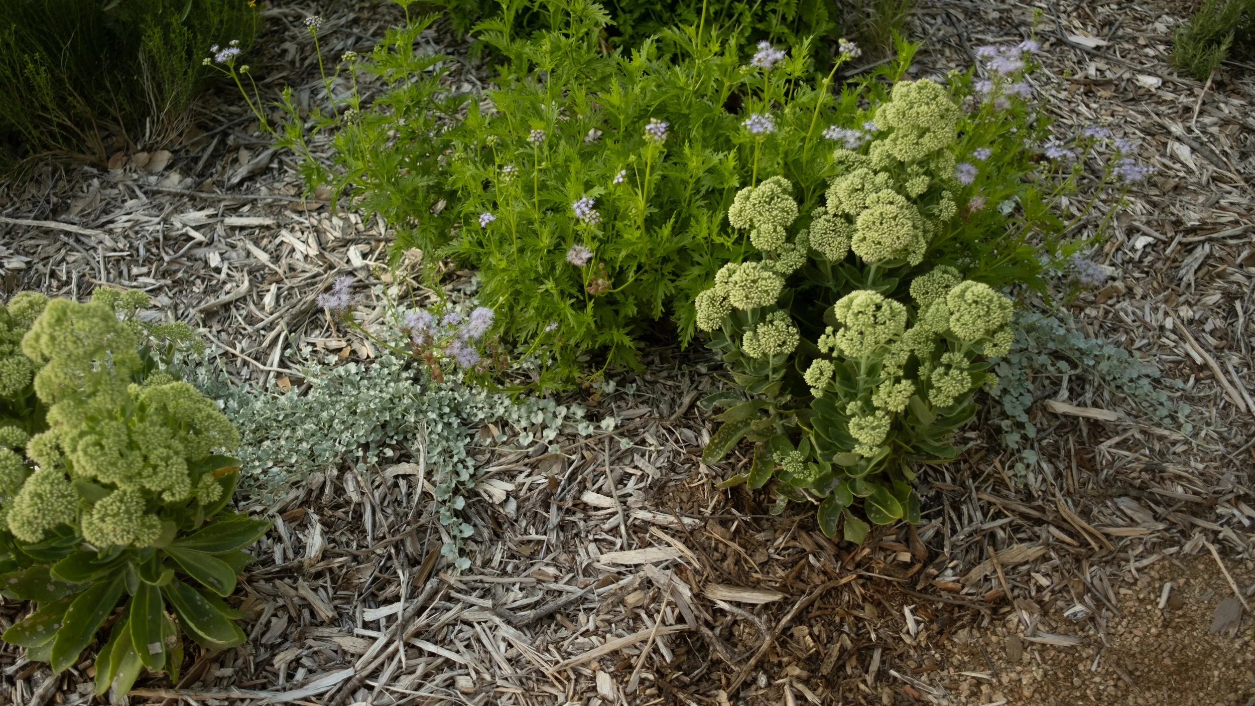 Various green plants with small purple and white flowers growing in mulch.