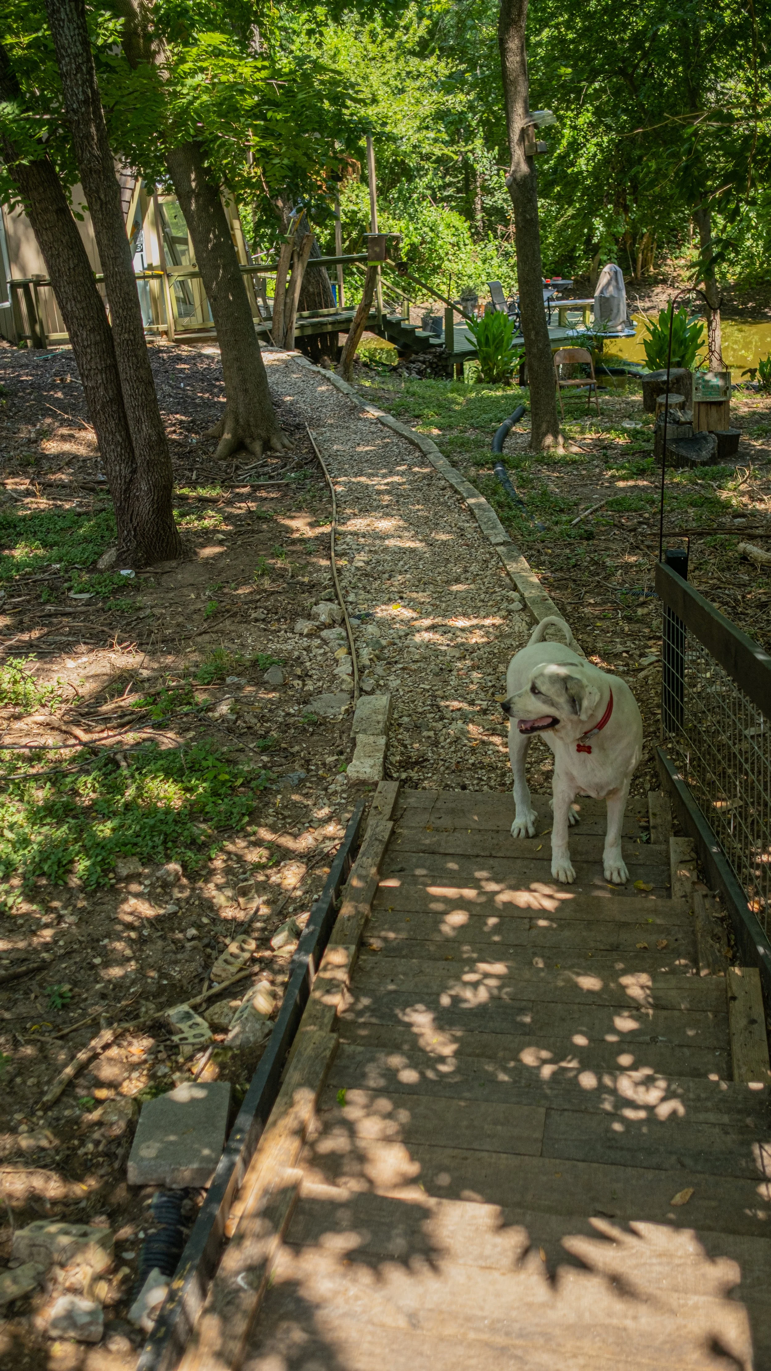 A dog standing on a wooden pathway in a wooded backyard with trees, plants, and a deck with outdoor furniture in the background.