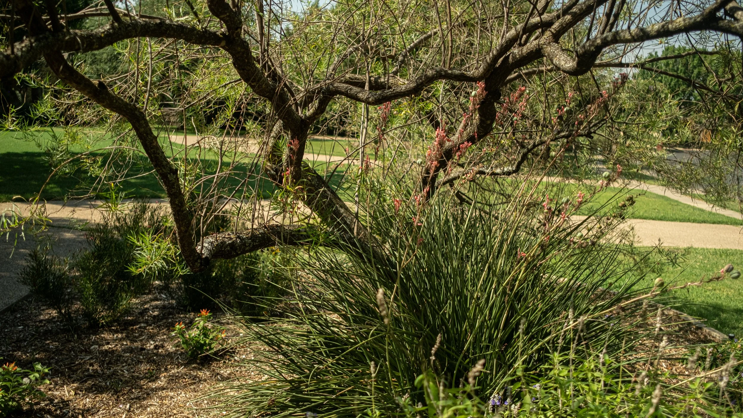 A landscaped garden with a central tree, green grass, and a paved pathway in the background, with flowers and shrubs in the foreground.