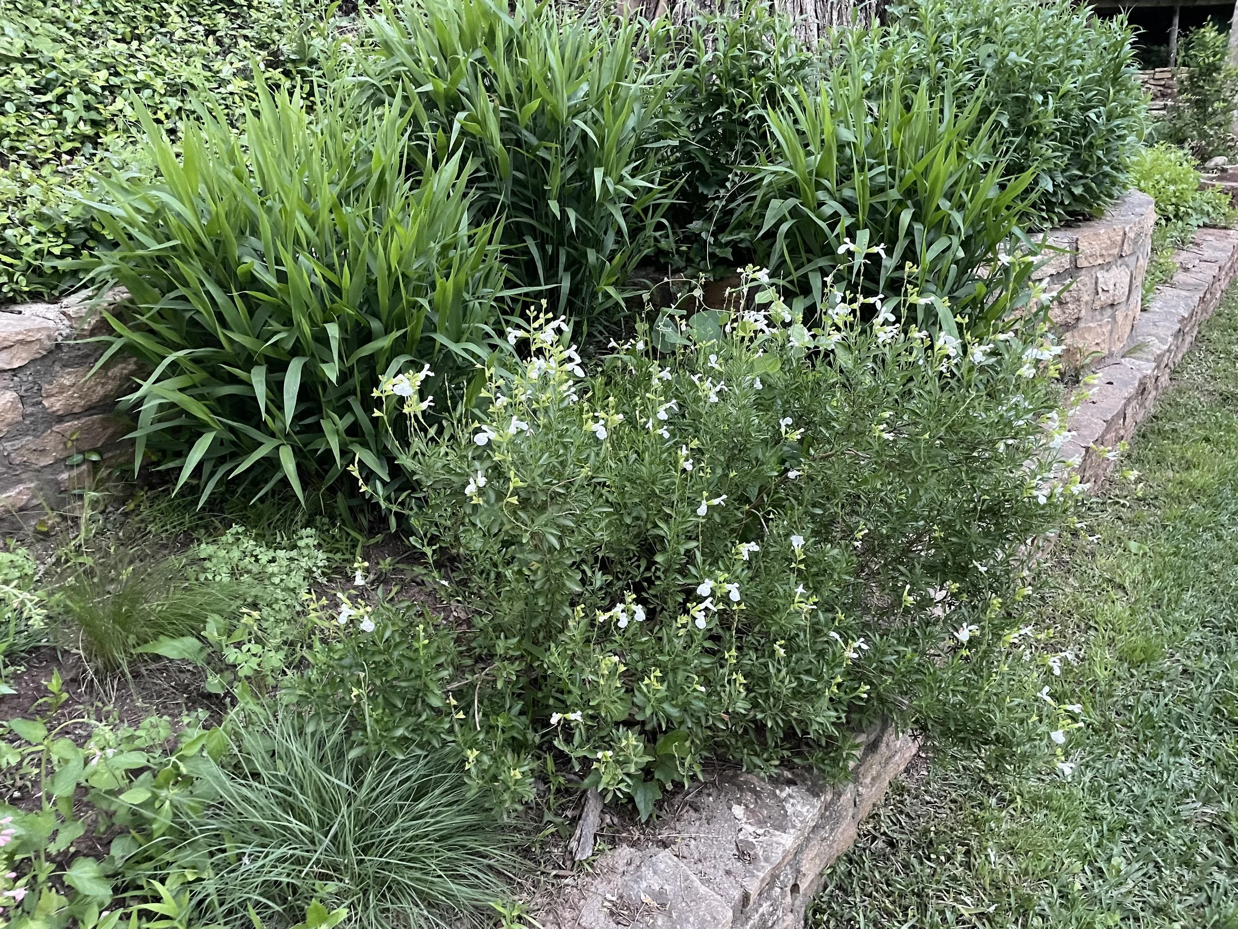A garden bed with green plants, including tall grass, flowering plants with white blossoms, and other leafy greenery bordered by a stone wall.