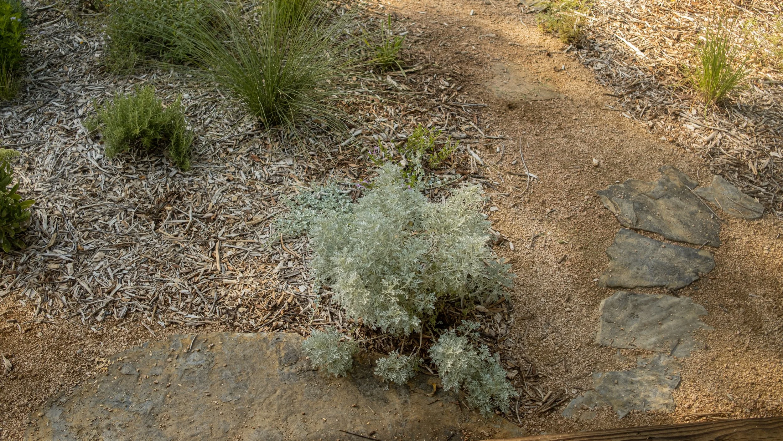 A garden path made of dirt and surrounded by various plants and mulch, with a rock border on the right side.