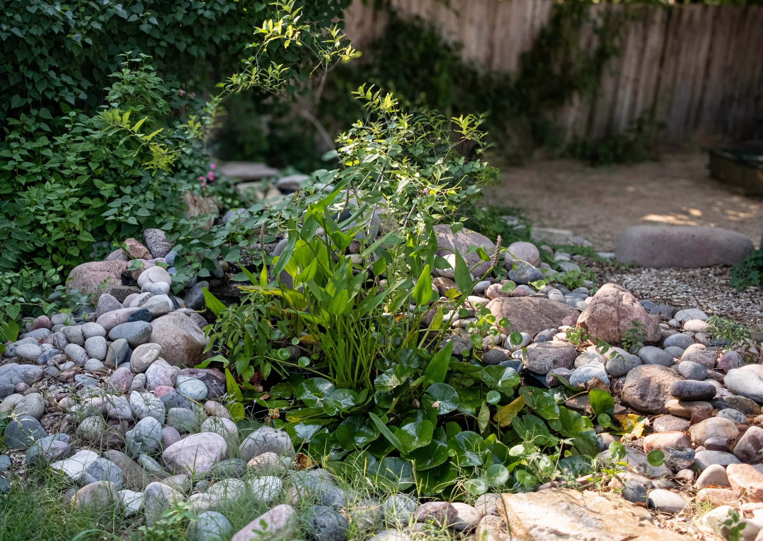 A garden scene with green plants, some yellowing leaves, small pink flowers, and a variety of rocks and stones on the ground. A wooden fence is visible in the background.