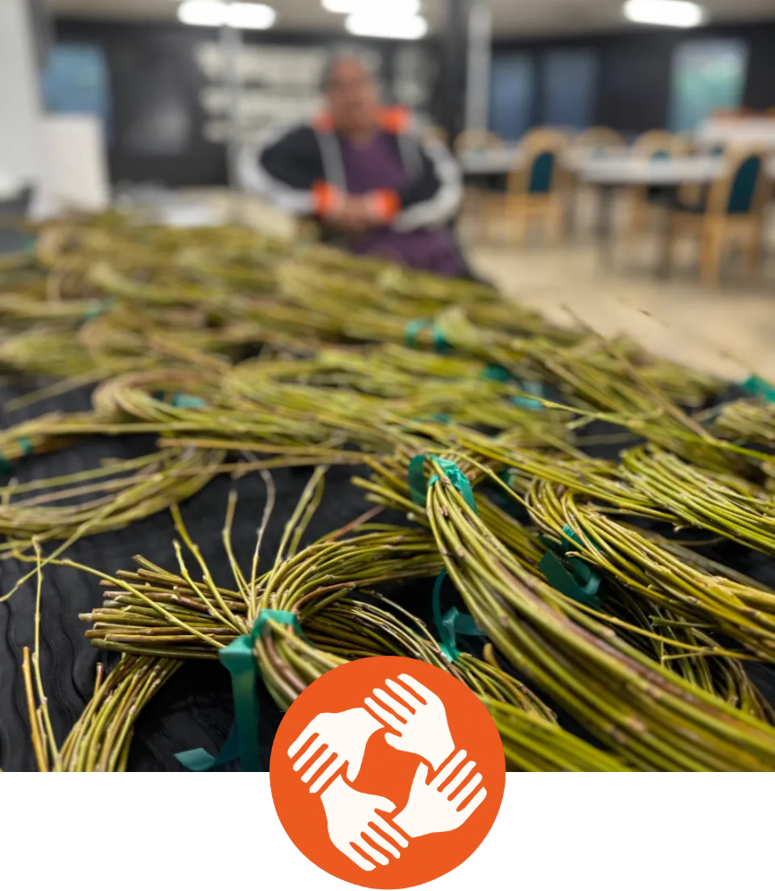 Bundles of small, tied plant stalks spread on a table with a blurred woman in the background and a logo featuring four hands intertwined in the foreground.