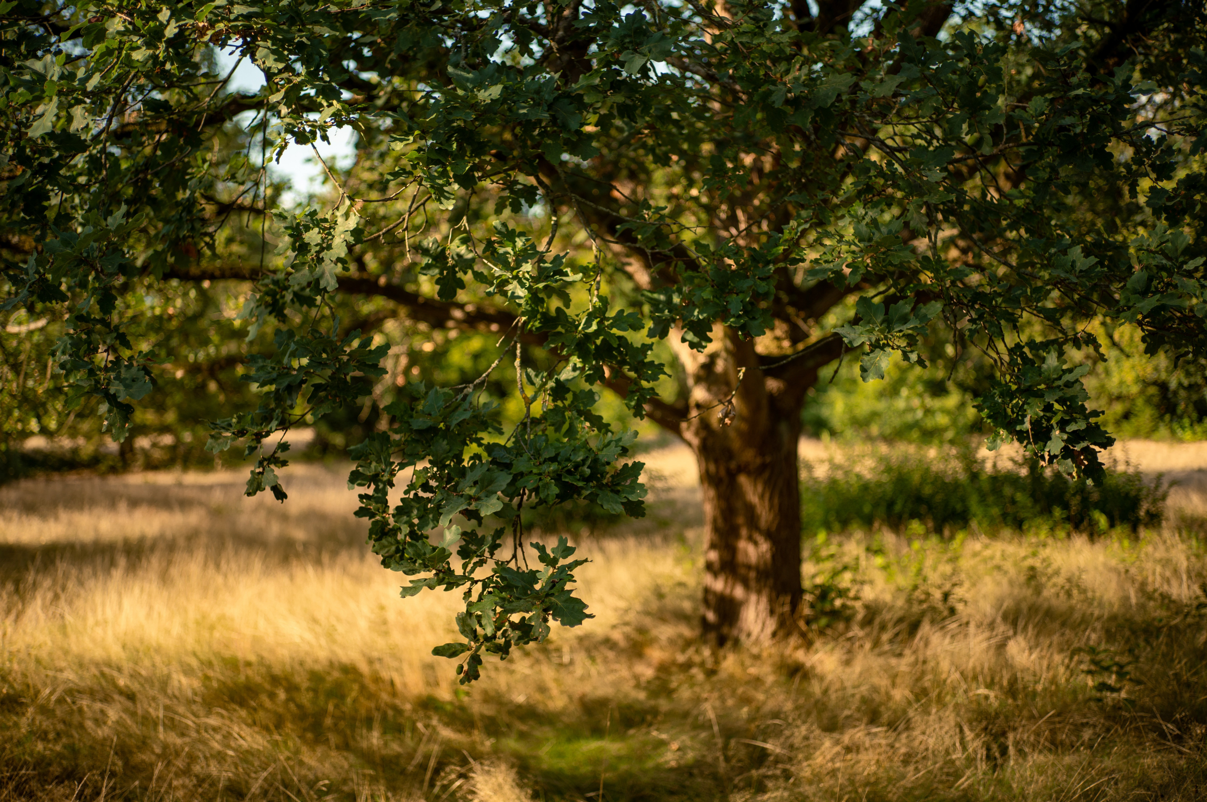 An oak tree with green leaves in the hills of Sonoma County, illuminated by sunlight, with a grassy field in the background.