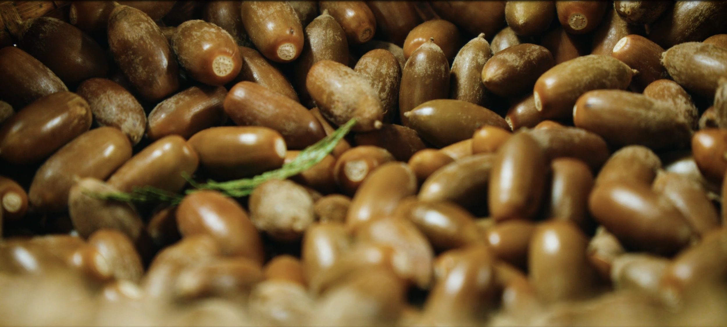 Close-up view of a pile of brown tan oak acorns with a small green leaf among them.