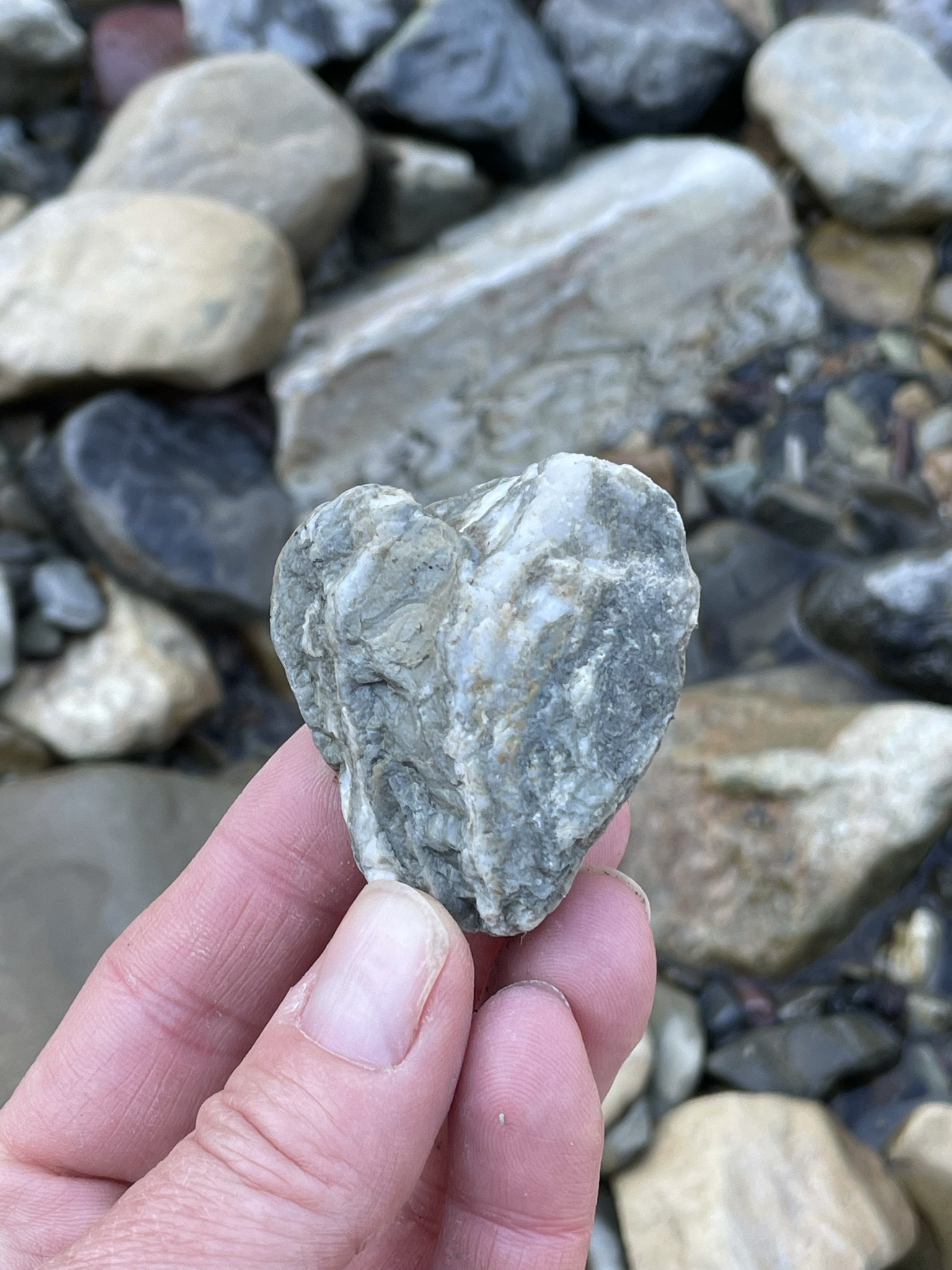 A person's hand holding a grayish rock with a rough surface, with more rocks in the background.